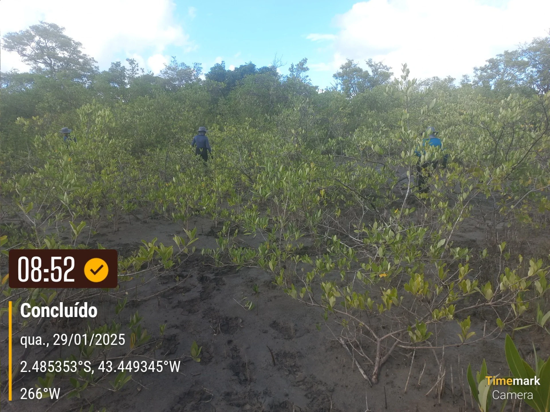 A monitored reforestation plot of young native tree seedlings at a Restoration Era planting site in Brazil, photographed during field verification