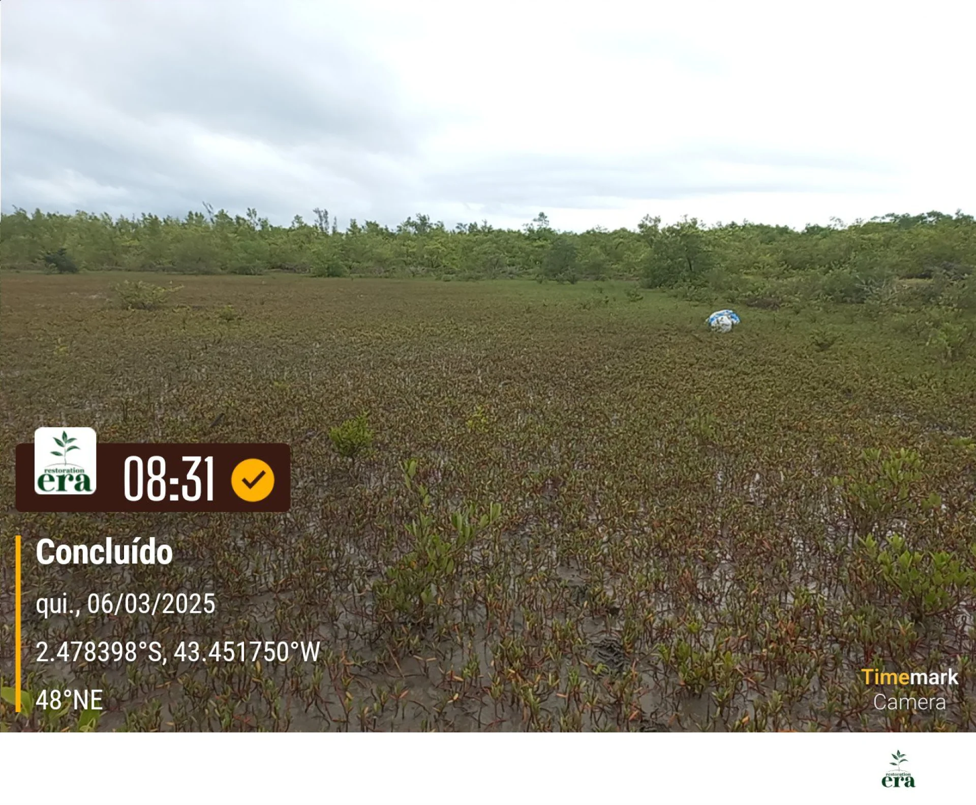 Rows of young native trees establishing on a Restoration Era planting site in Brazil