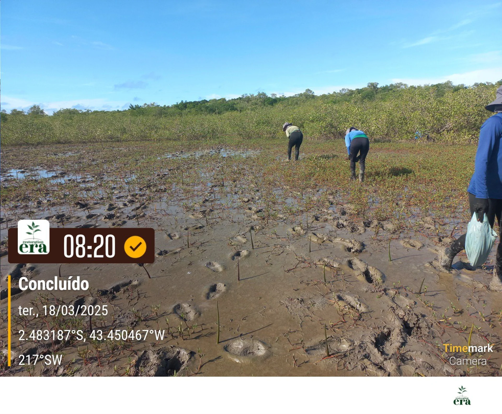 Newly planted native saplings on a restoration plot in Brazil, recorded on site as the planting is completed