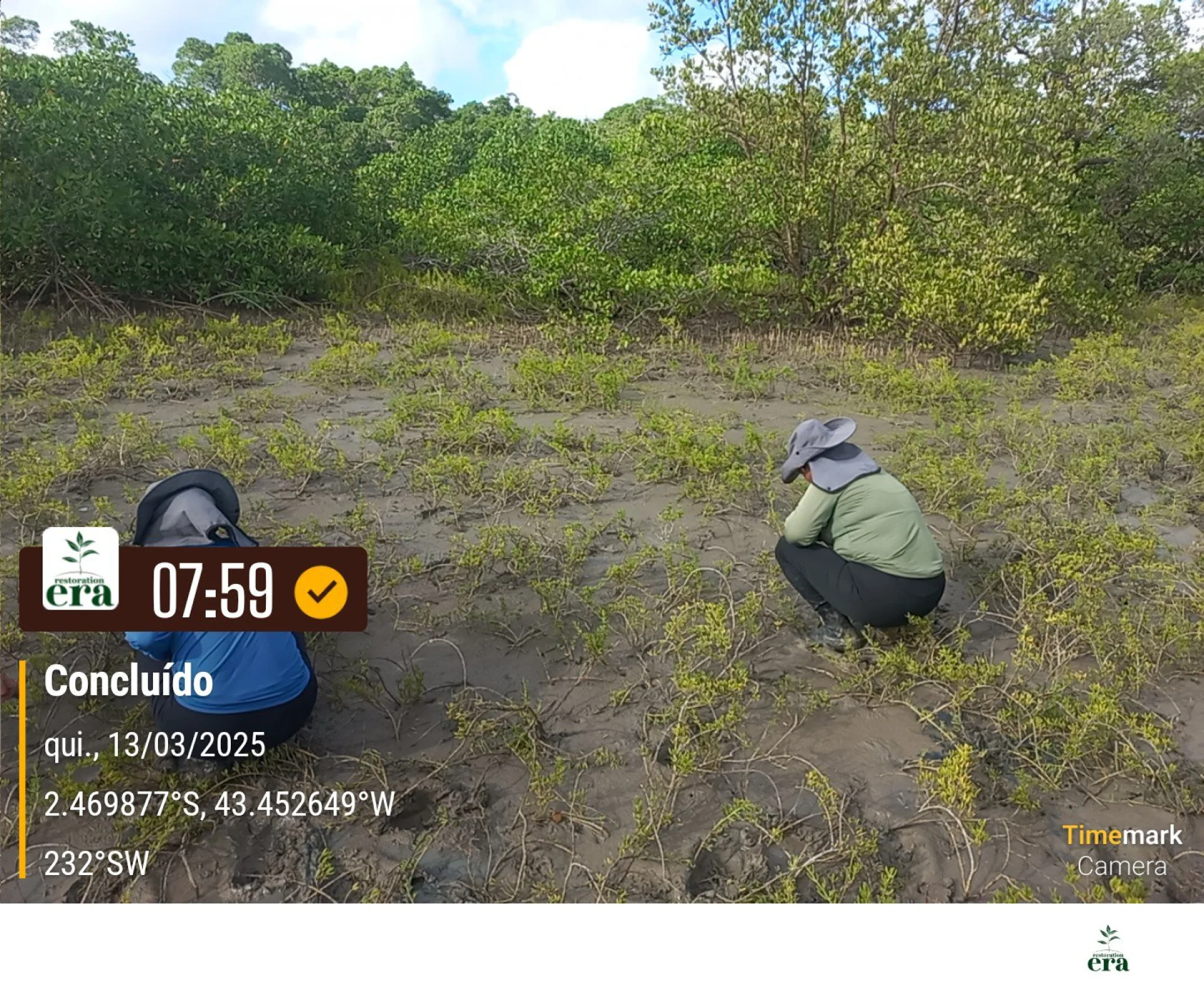 Newly planted native saplings on a restoration plot in Brazil, recorded on site as the planting is completed