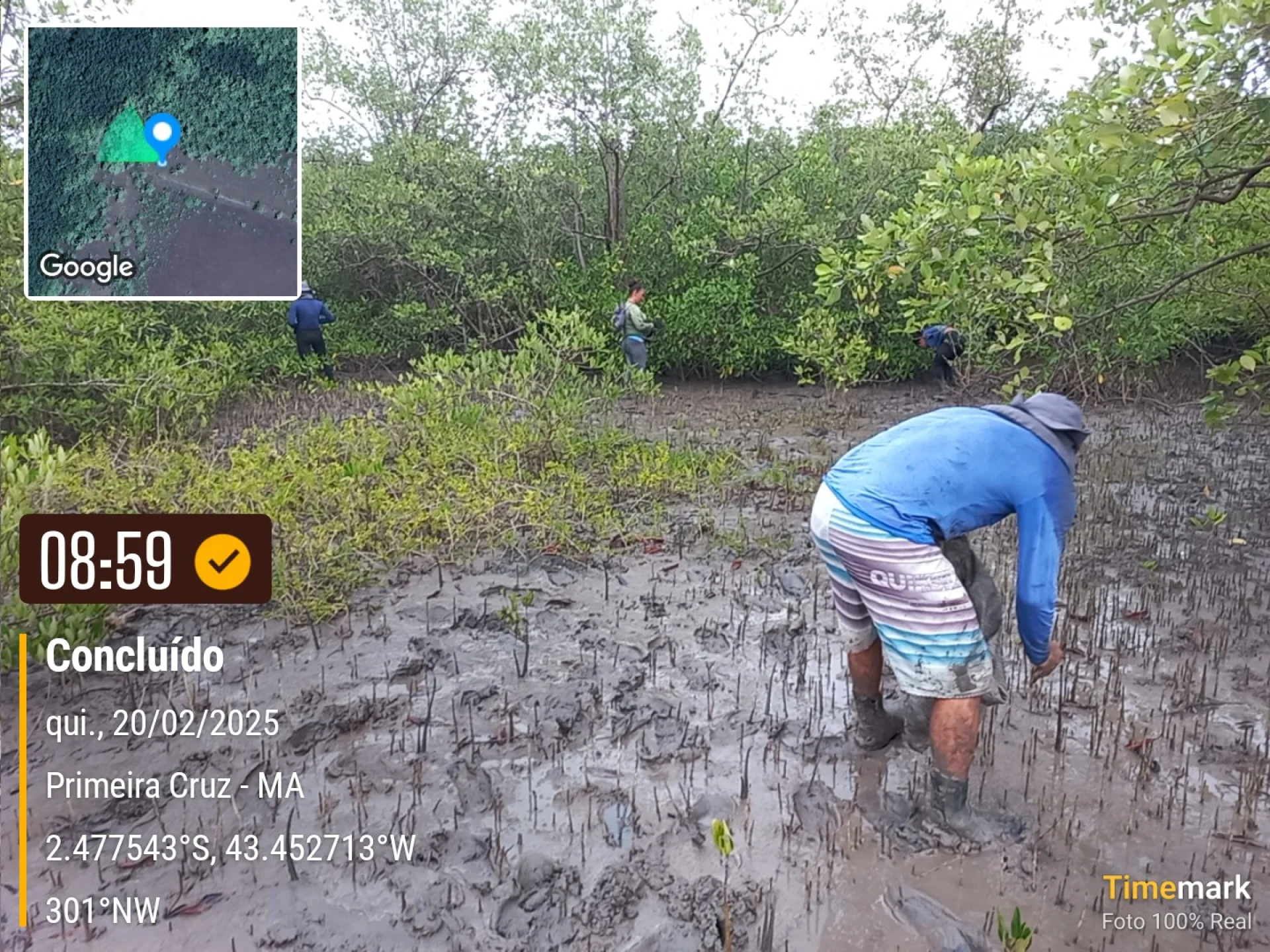 Newly planted native saplings on a restoration plot at Primeira Cruz, Maranhão, recorded on site as the planting is completed