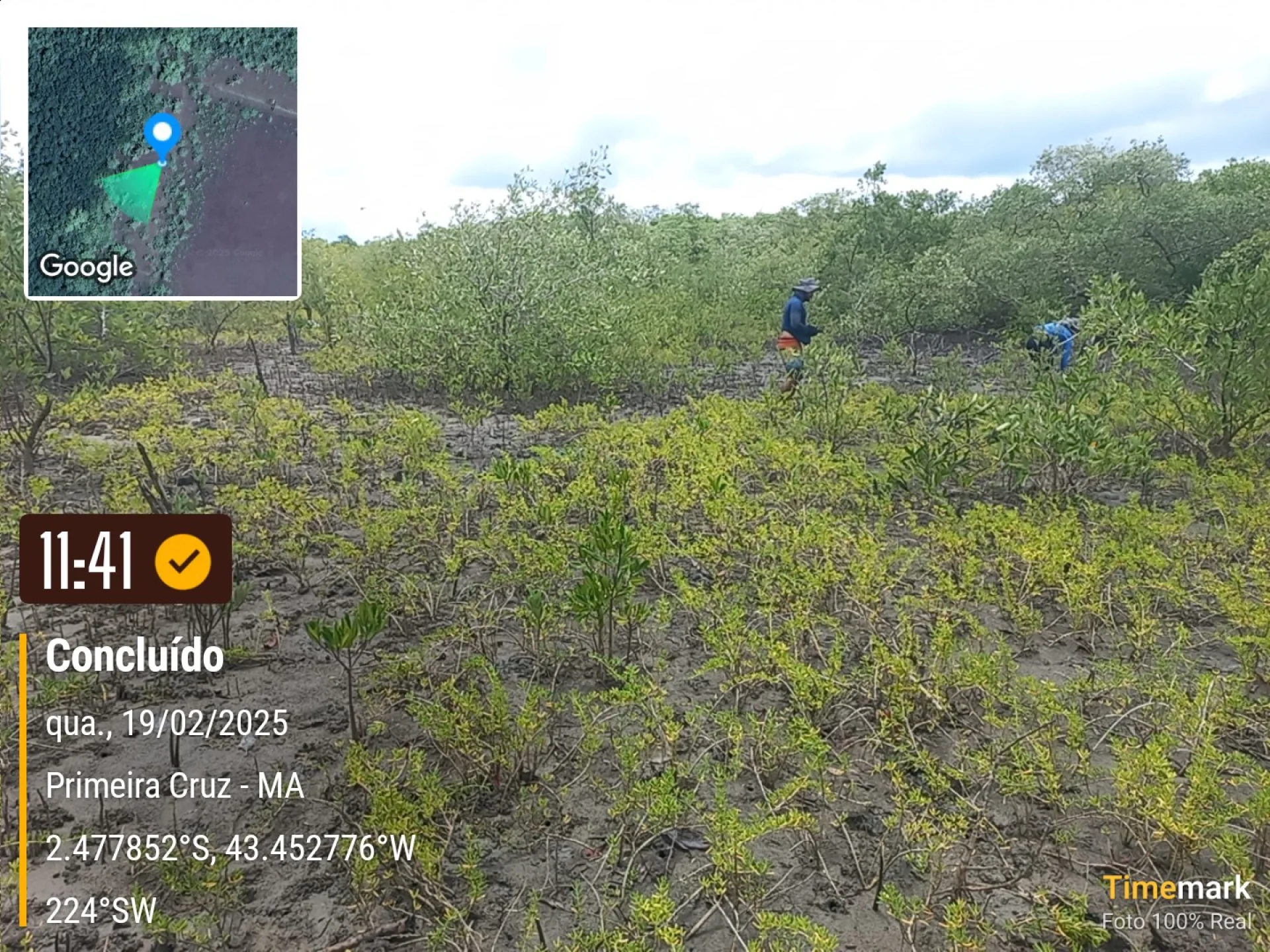 Native seedlings growing on a monitored restoration parcel at Primeira Cruz, in the Maranhão region of Brazil