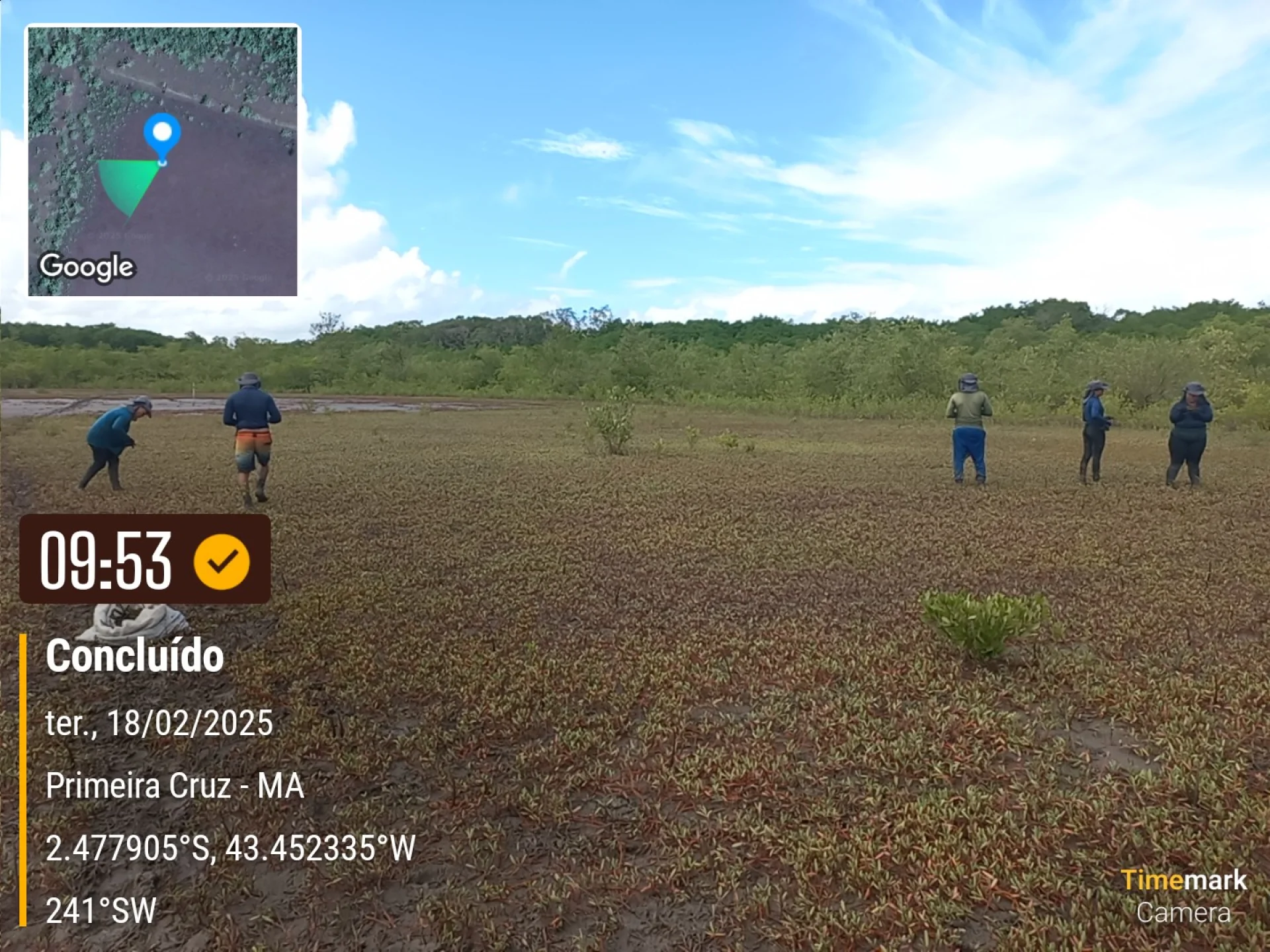 A field verification photo of a completed native-tree planting plot at Primeira Cruz, Maranhão, Brazil