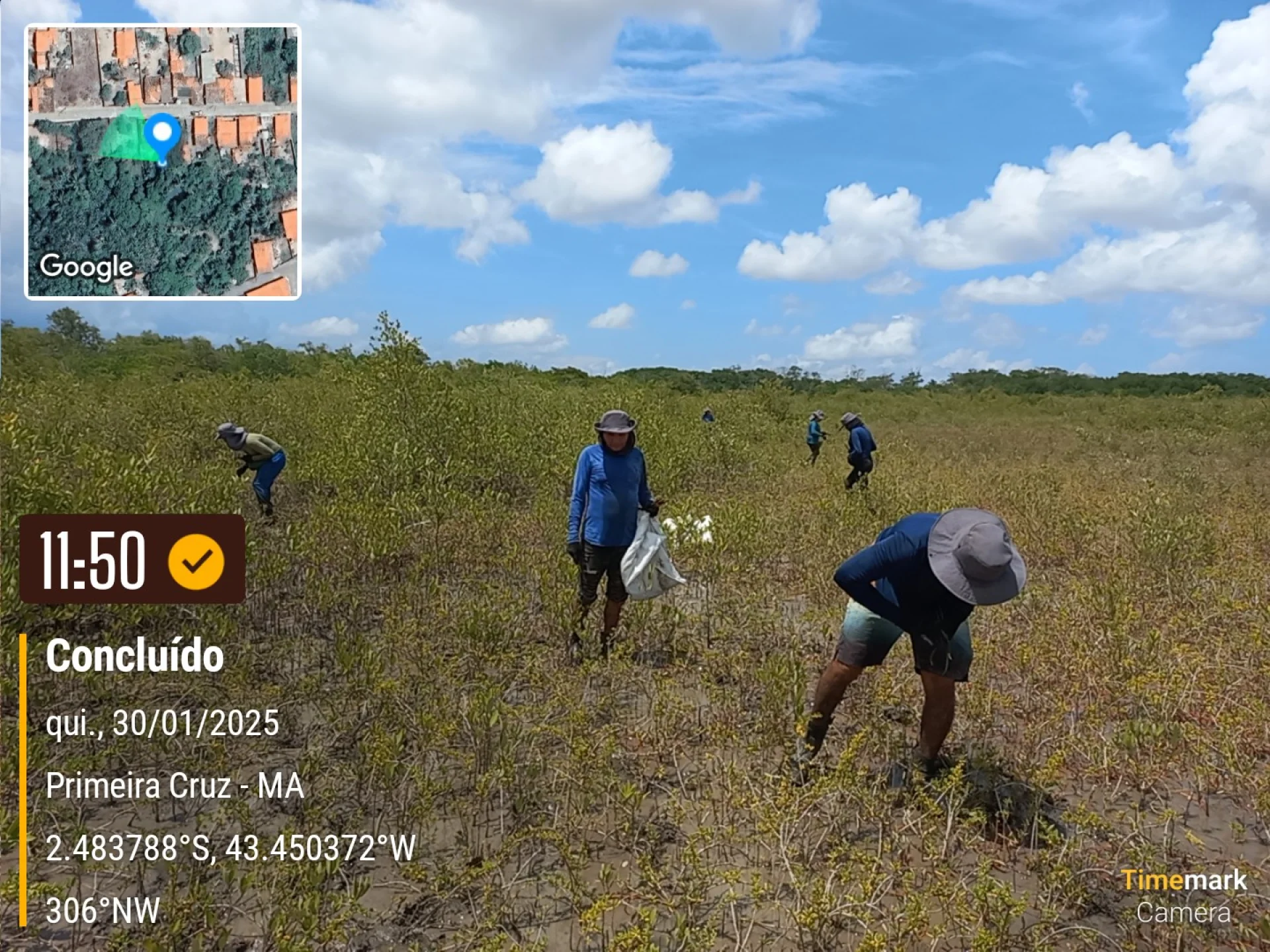 A monitored reforestation plot of young native tree seedlings at the Primeira Cruz planting site in Maranhão, northeastern Brazil, photographed during field verification