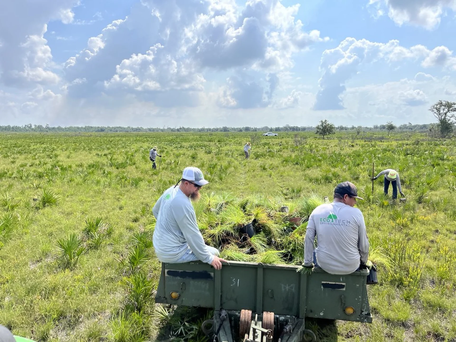 The local partner walking rows of newly planted native trees on a Florida grove restoration plot
