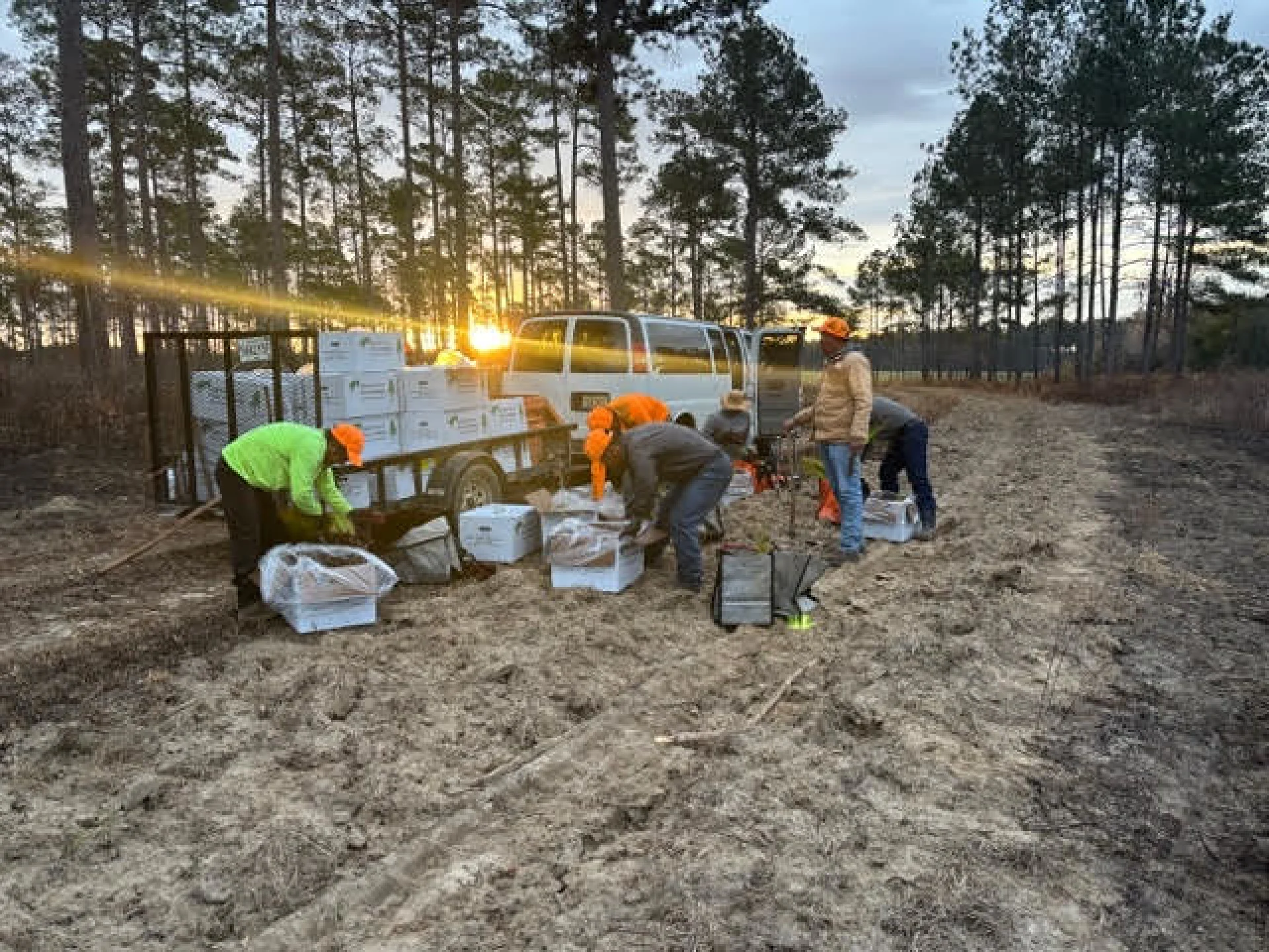Freshly planted native tree saplings in the sandy soil of a Florida grove plot