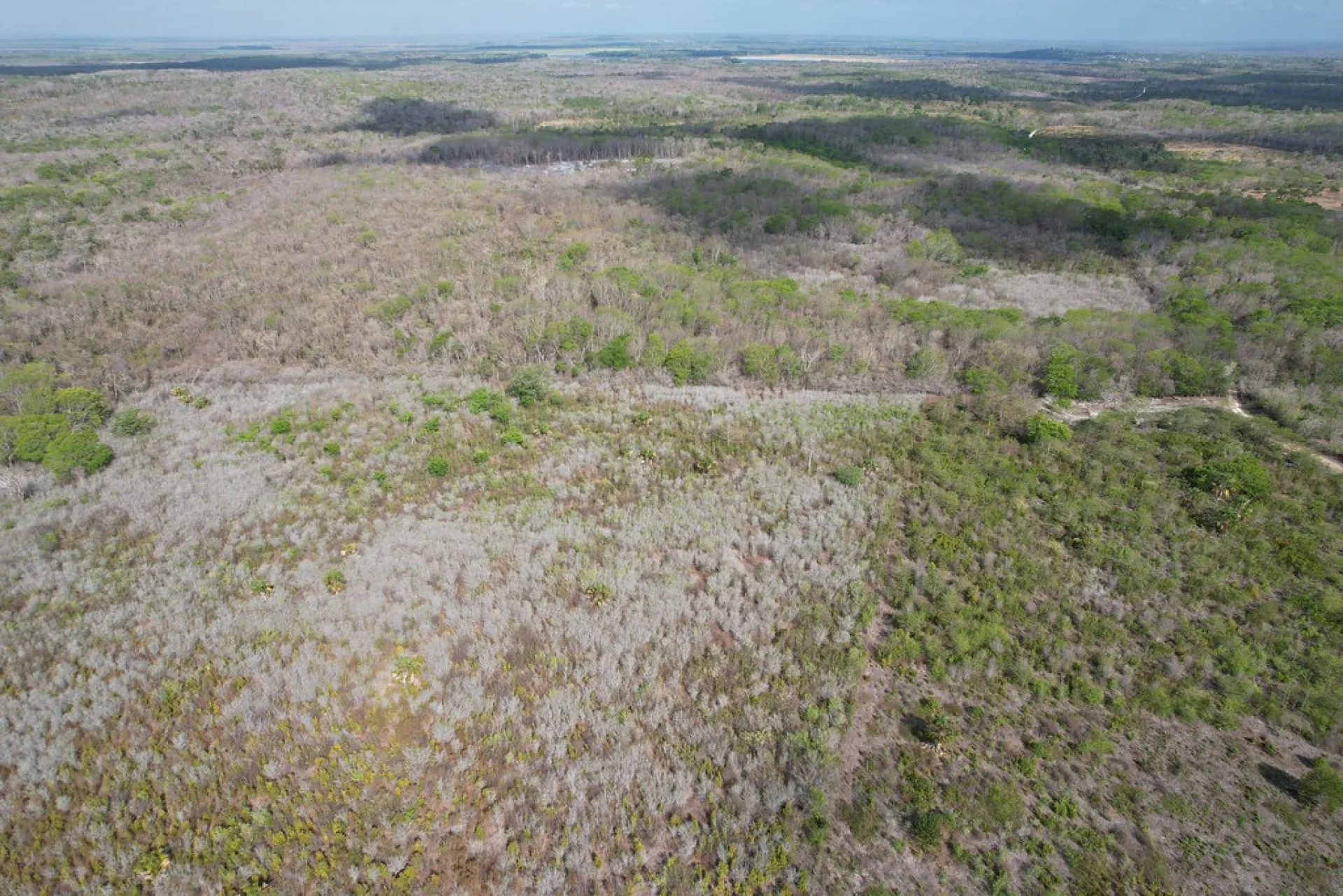 Freshly planted native rainforest saplings on a restored parcel in Chiapas, southern Mexico