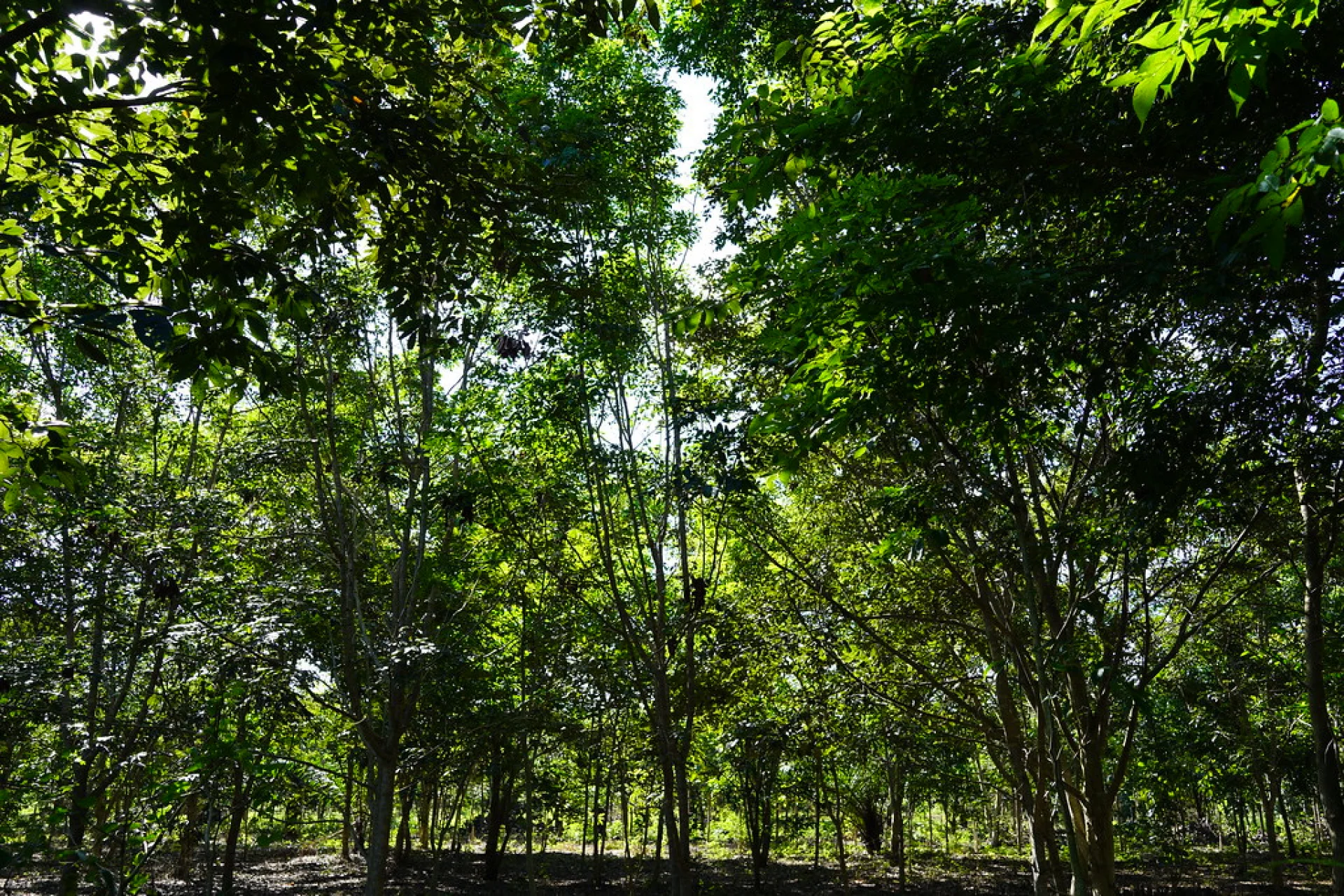 Freshly planted native rainforest saplings on a restored parcel in Chiapas, southern Mexico