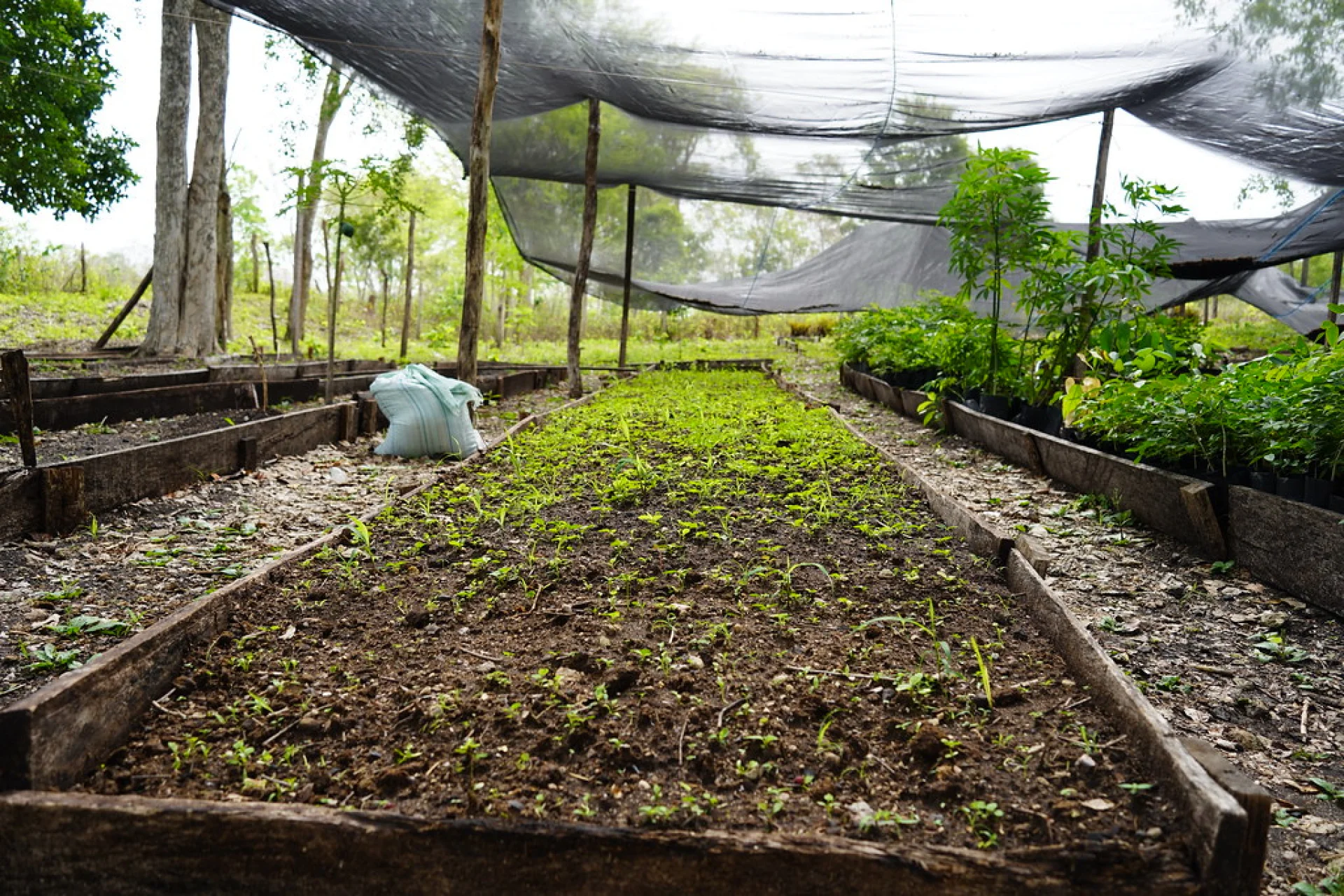 Freshly planted native rainforest saplings on a restored parcel in Chiapas, southern Mexico