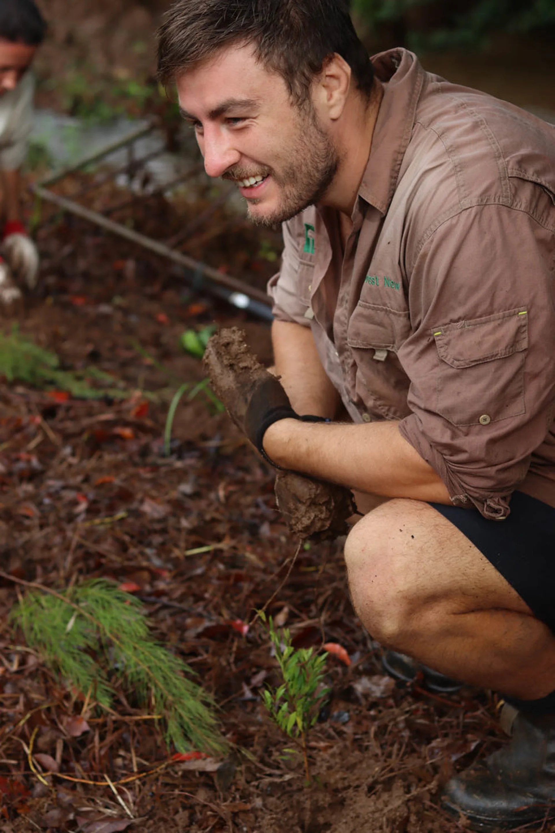A freshly planted native seedling with a protective tree guard in Queensland