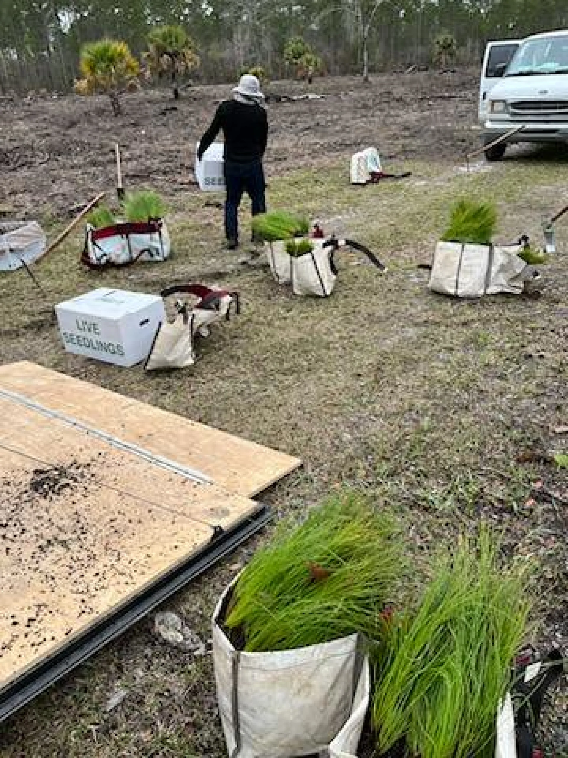 The local ground crew planting native tree saplings on a Florida restoration parcel