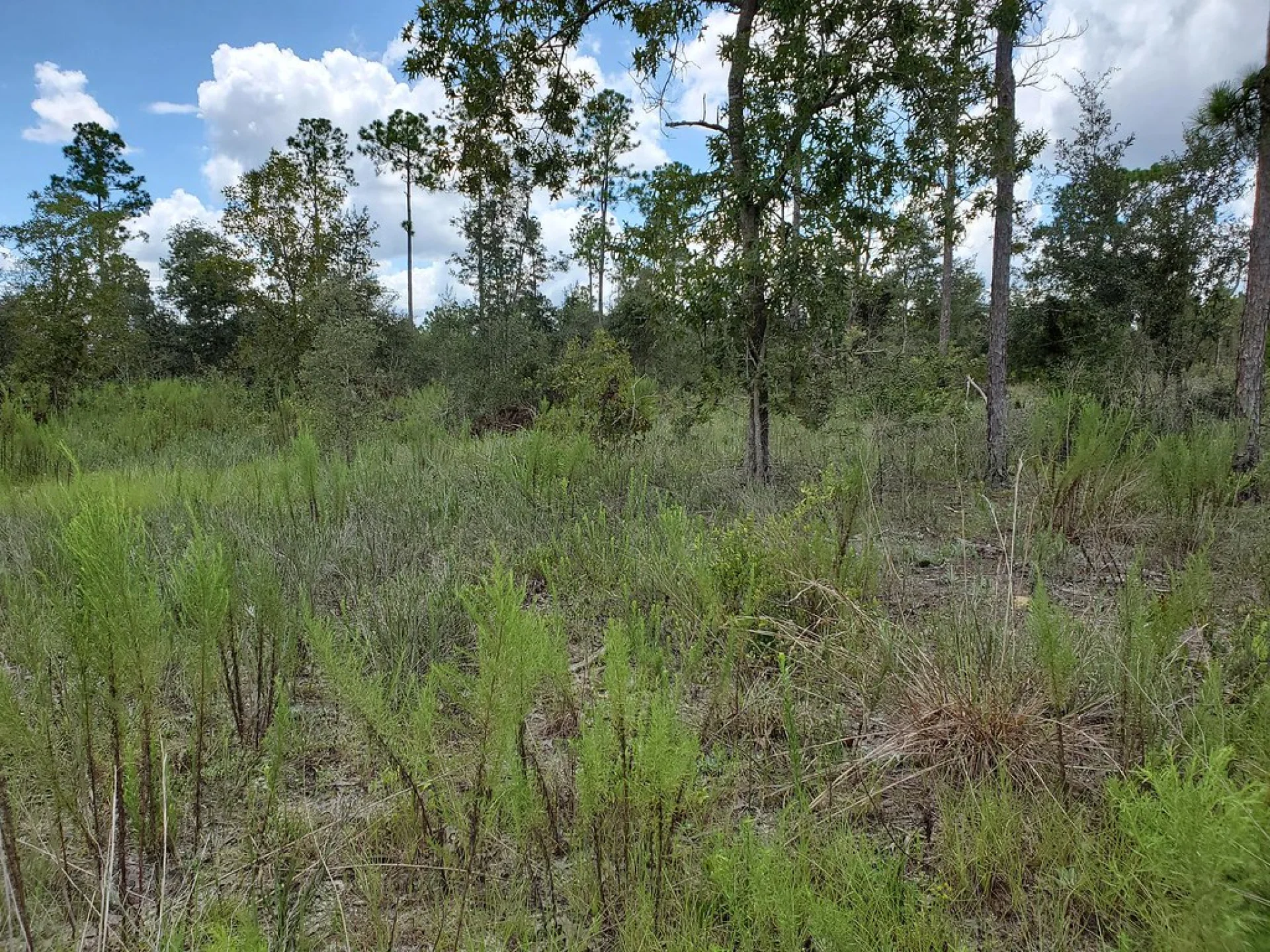 A grove reforestation parcel worked by Evertreen’s local partner in Florida