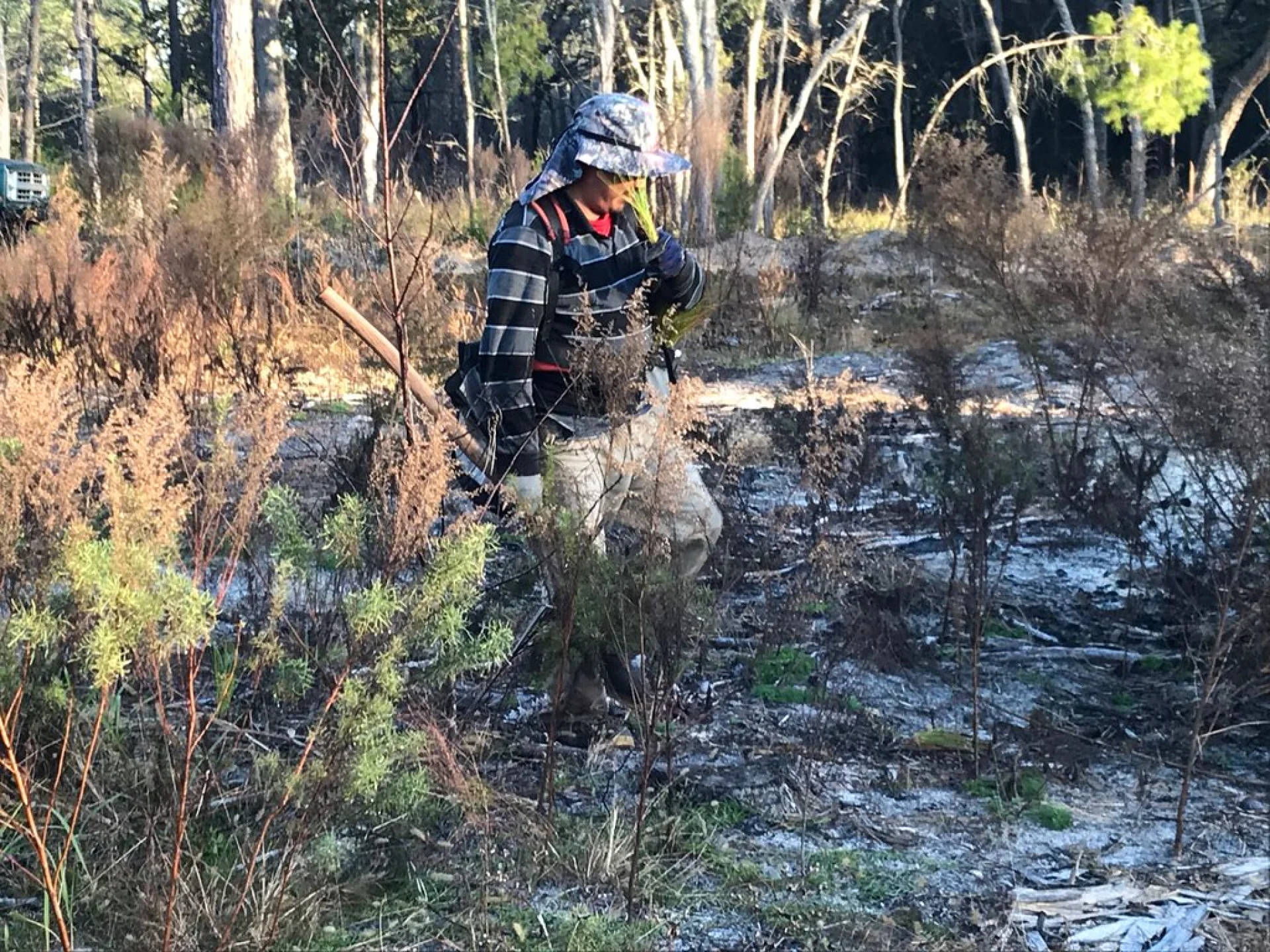 Ground-level shot of a Florida grove restoration parcel under active recovery