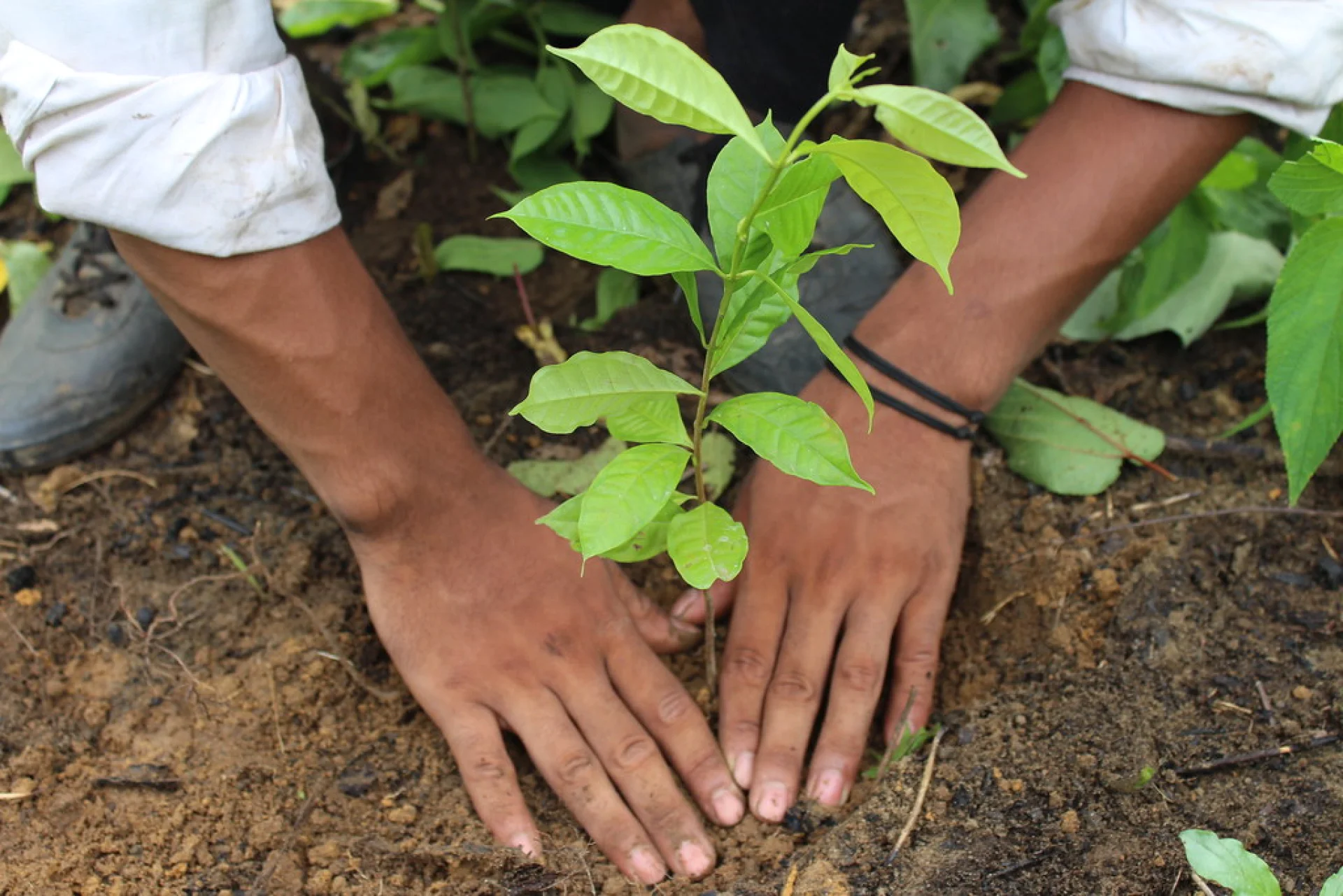 Hands lowering a native sapling into red outback soil at a planting event