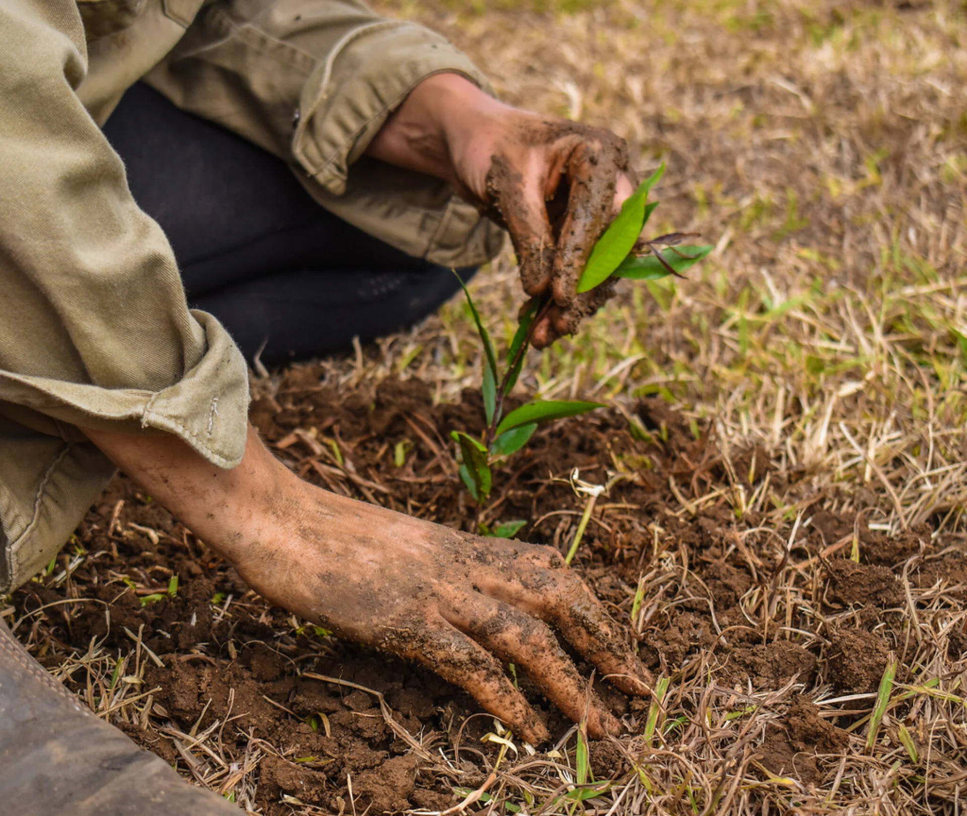 A young endangered small-leaved tamarind seedling on a native tree restoration site