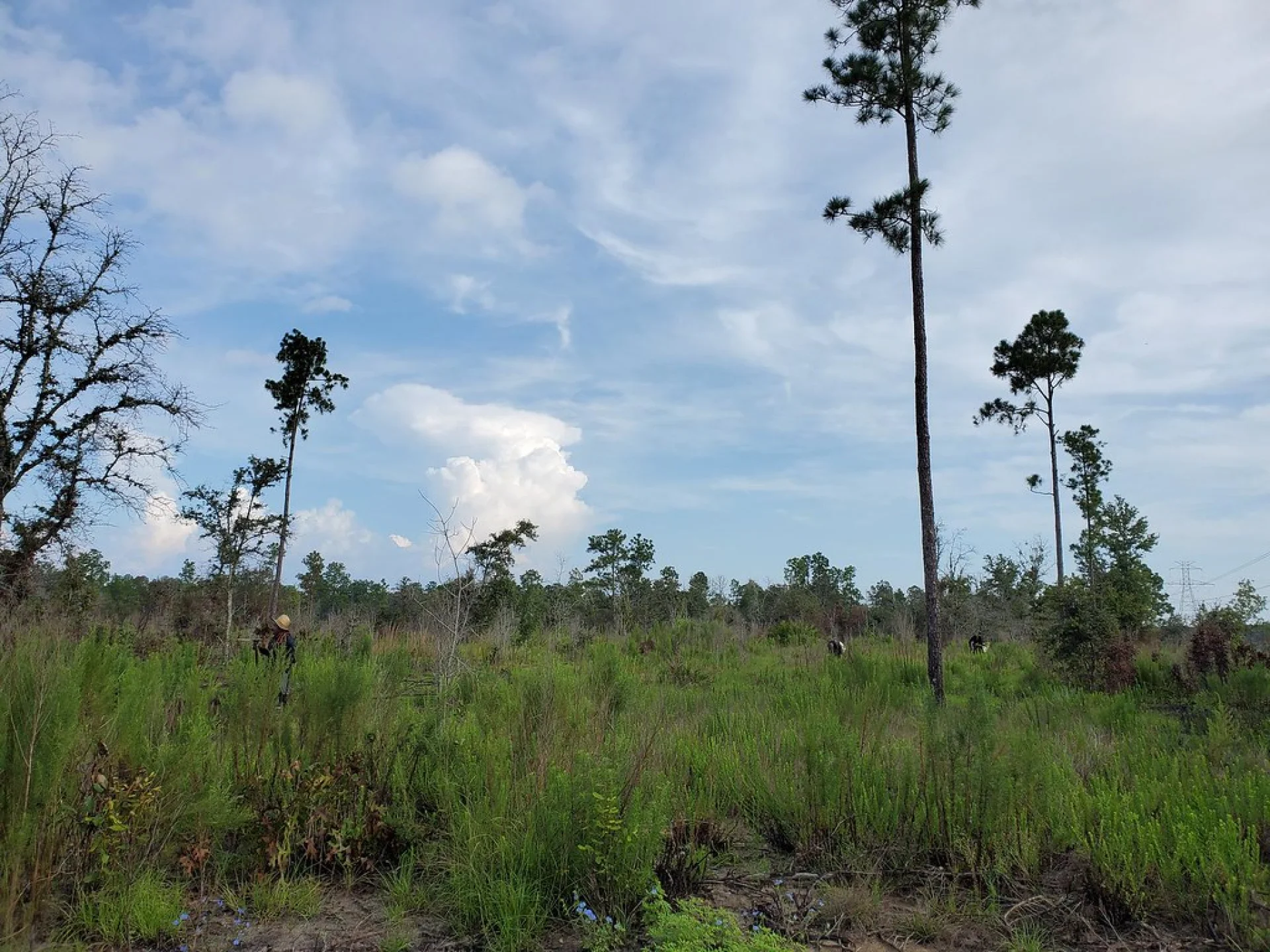 A young live oak sapling on a Florida grove restoration parcel run by Evertreen’s local partner