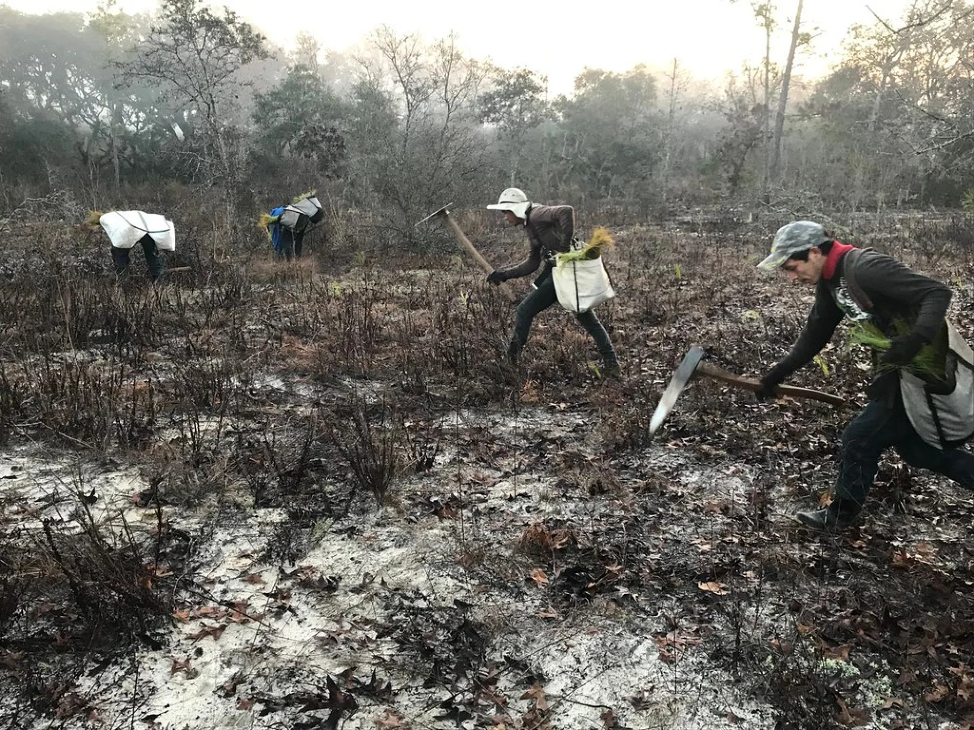 The local partner inspecting the growth of native saplings on a Florida planting parcel