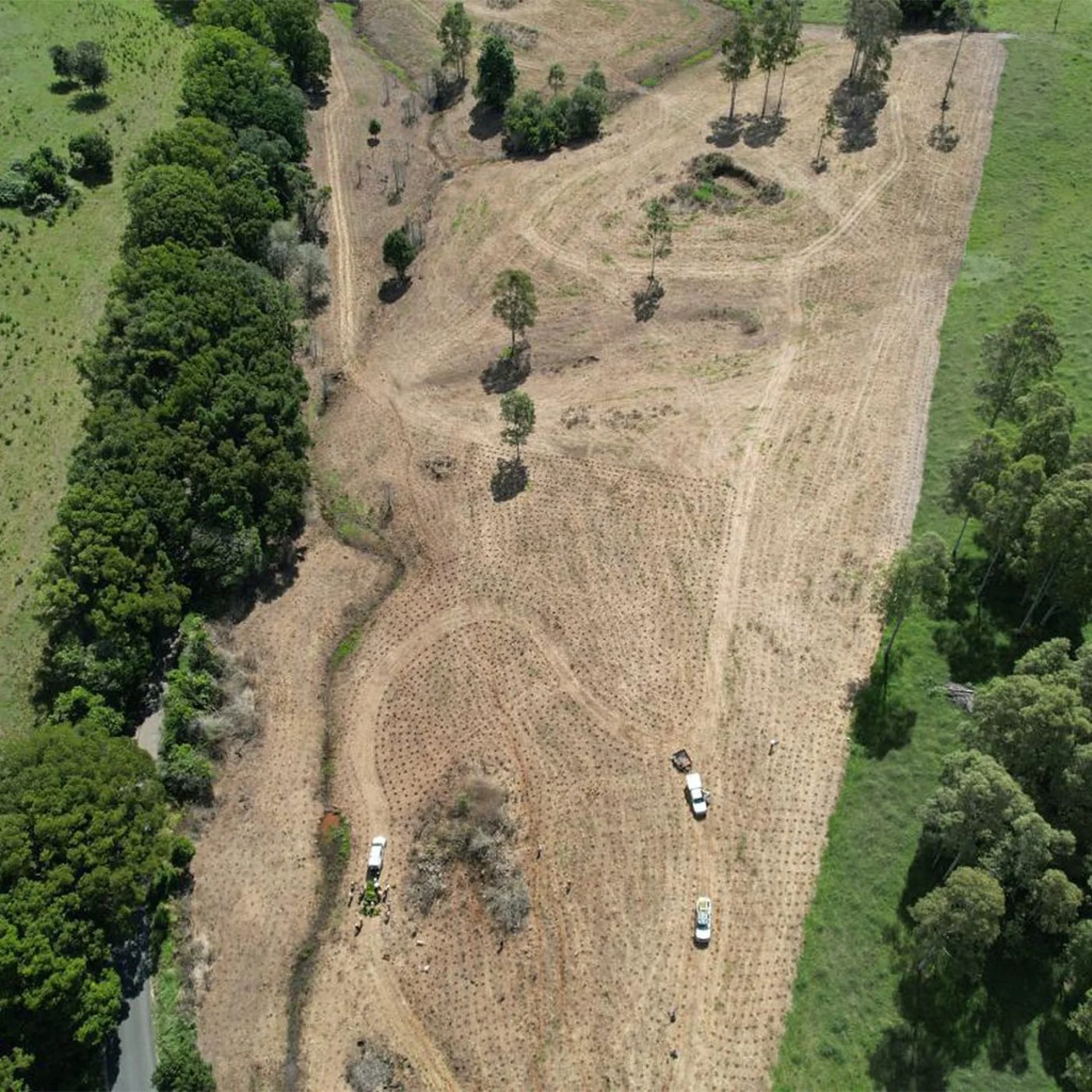 A local partner inspecting the growth of a young planted parcel in Queensland