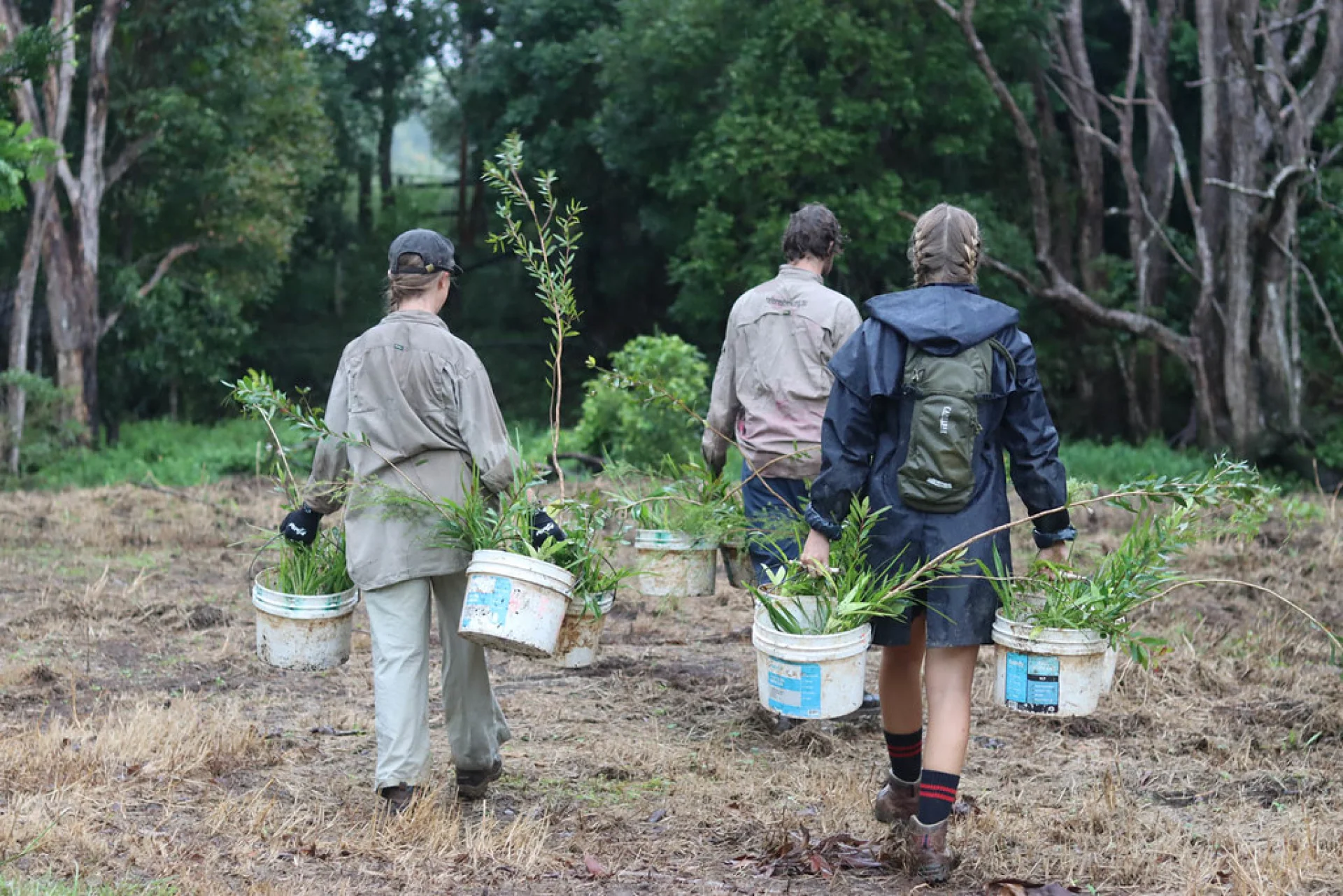 A local partner inspecting the growth of a young planted parcel in Queensland