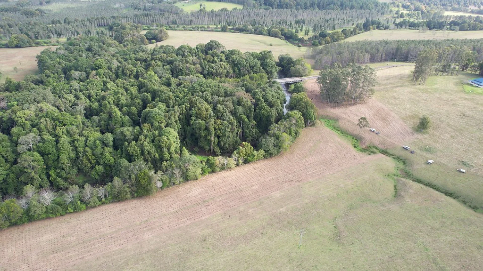 A local partner inspecting the growth of a young planted parcel in Queensland