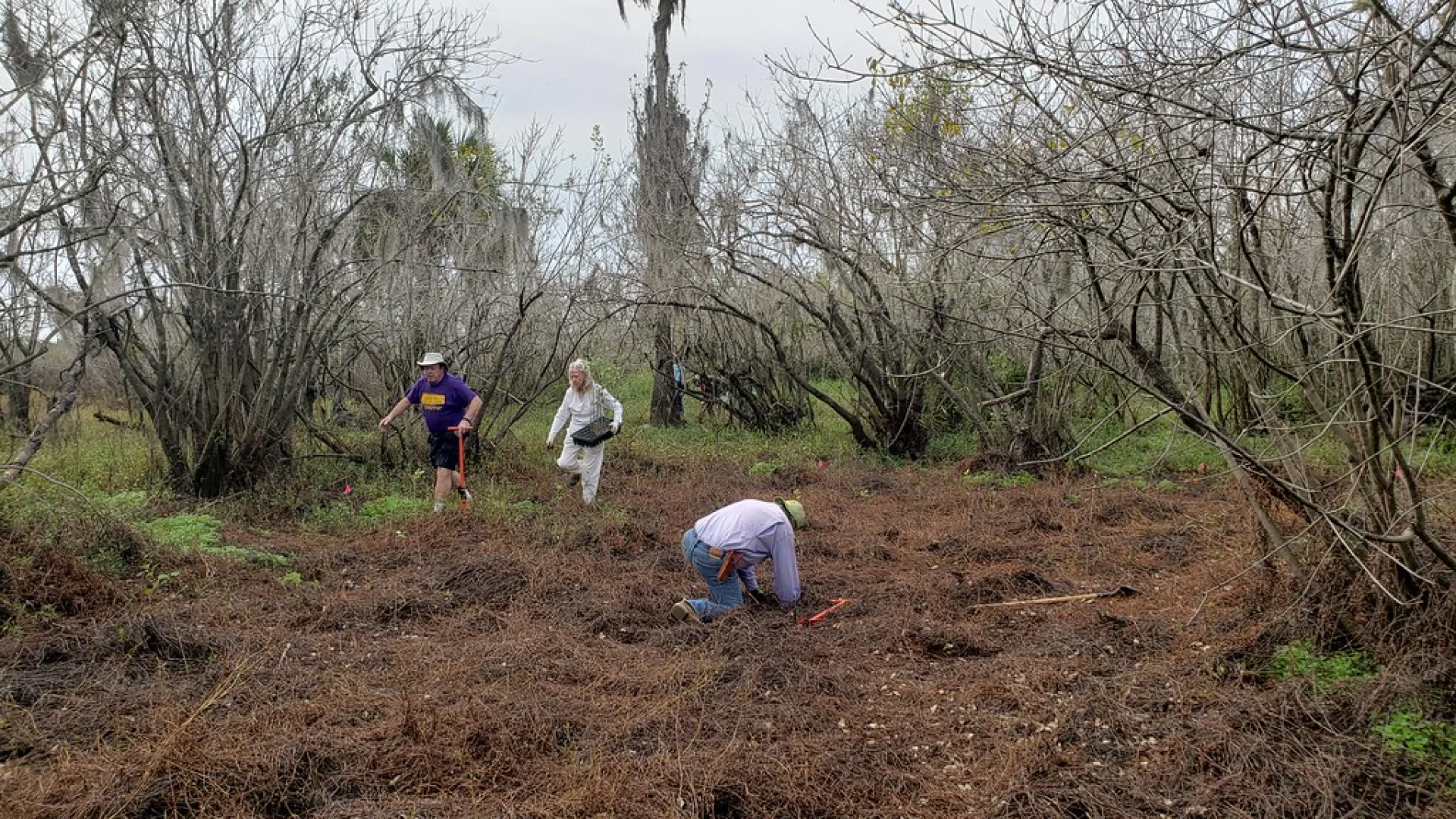 A young magnolia sapling establishing on a restored Florida grove parcel