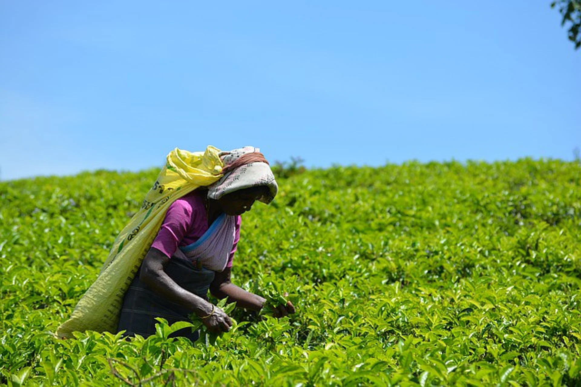 Malagasy farmers stacking mangrove propagules under a shaded work area