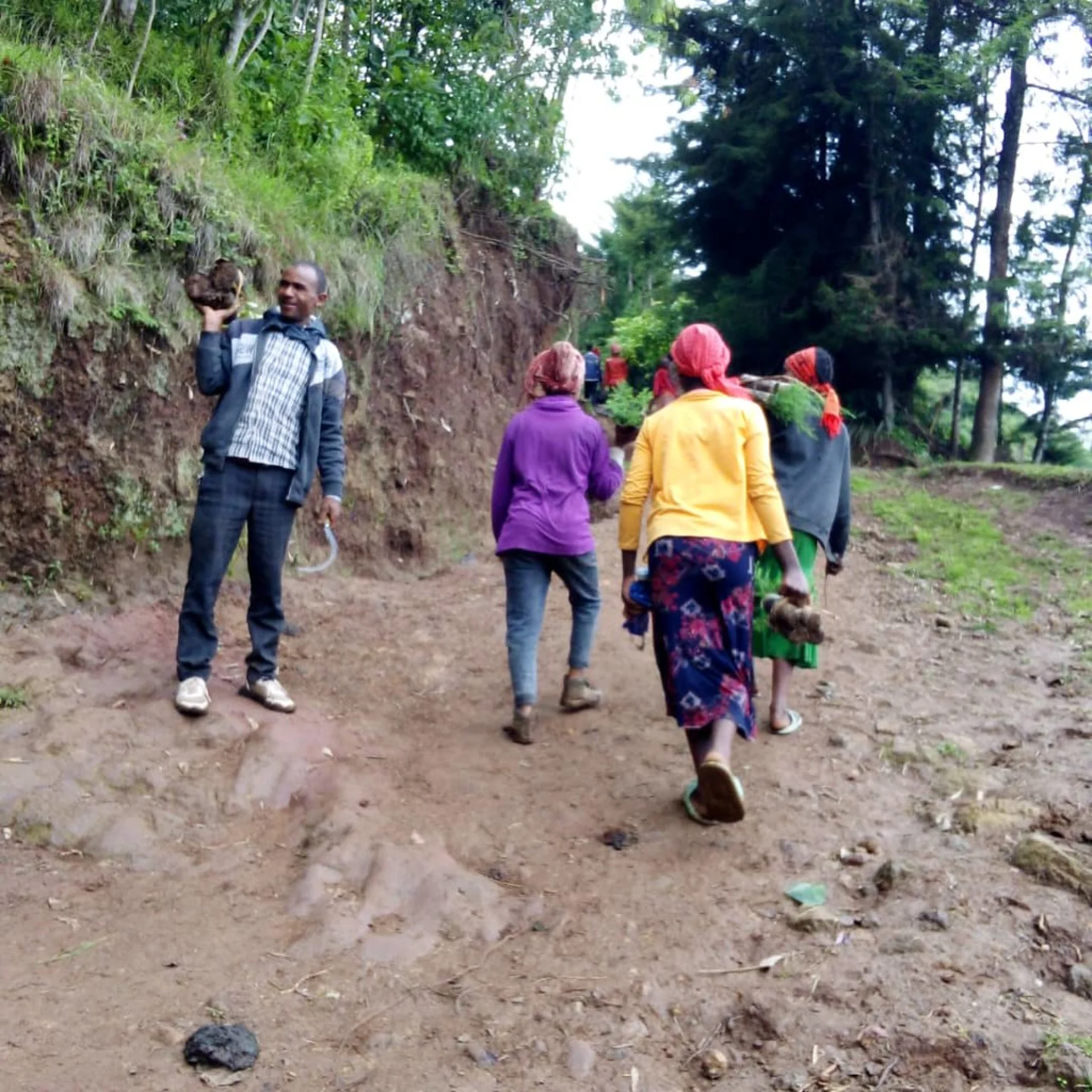 The local Malagasy planting team digging holes for native highland tree seedlings