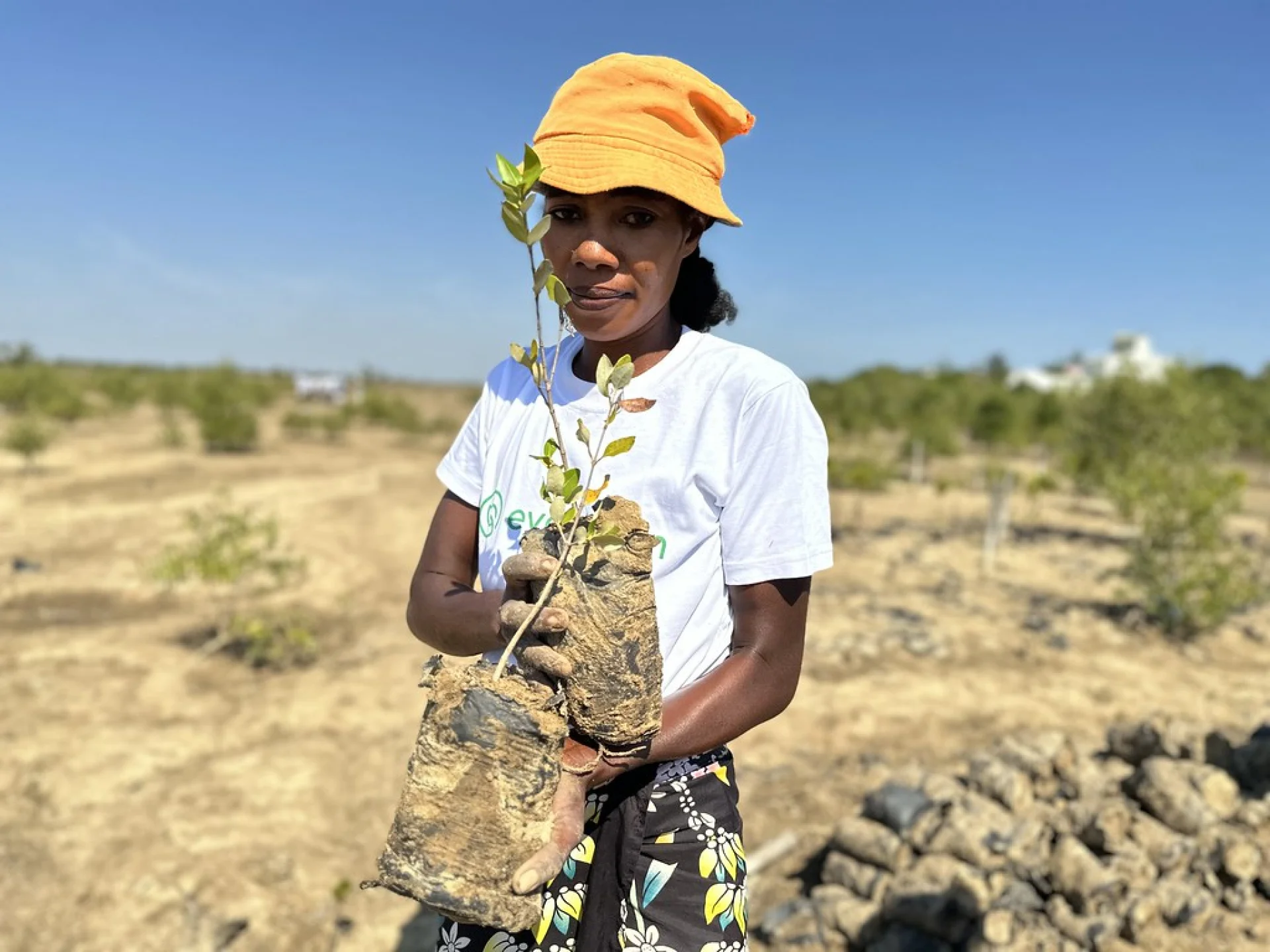 The local Malagasy planting team digging holes for native highland tree seedlings