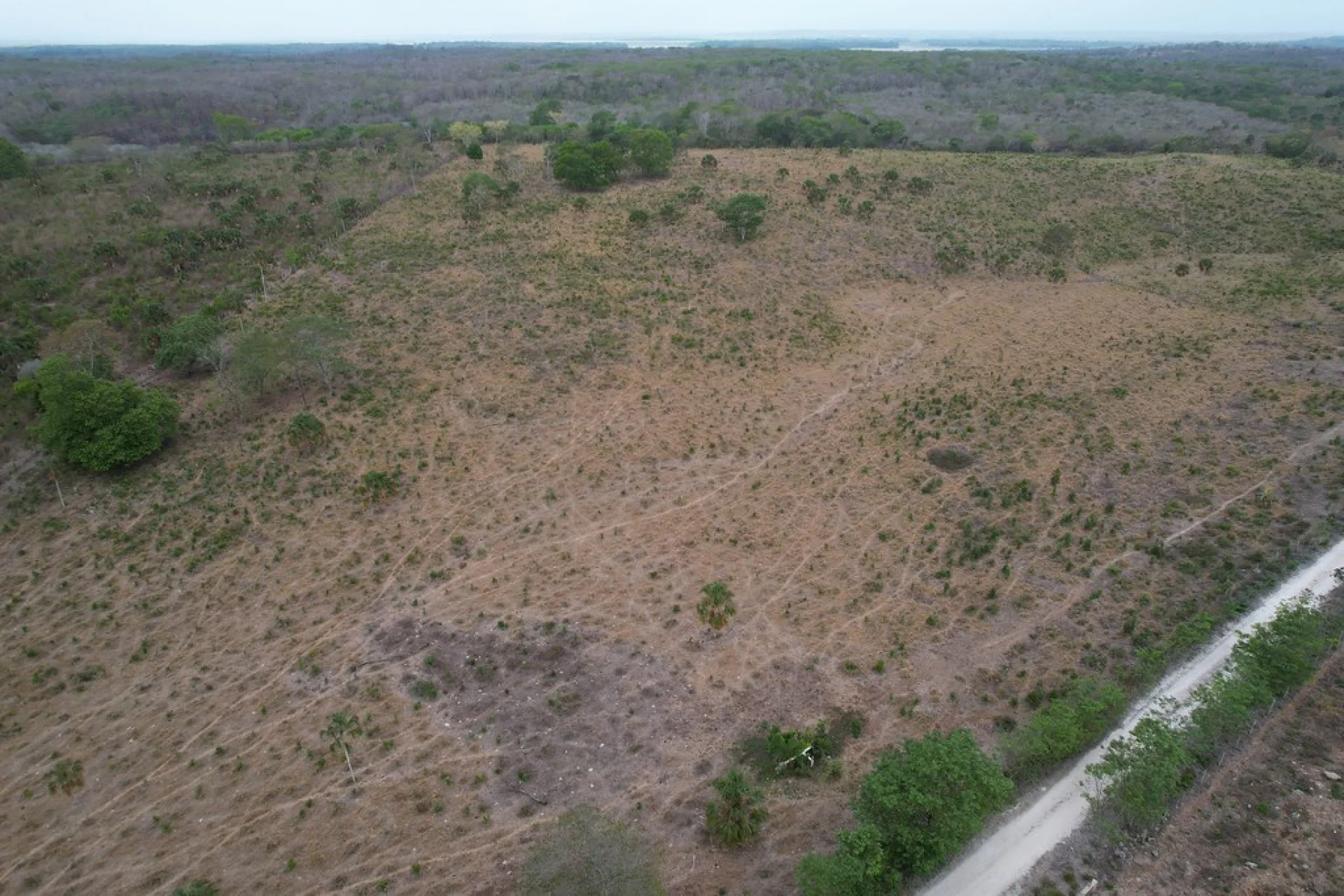 Rainforest canopy under restoration, southern Mexico, viewed from ground level