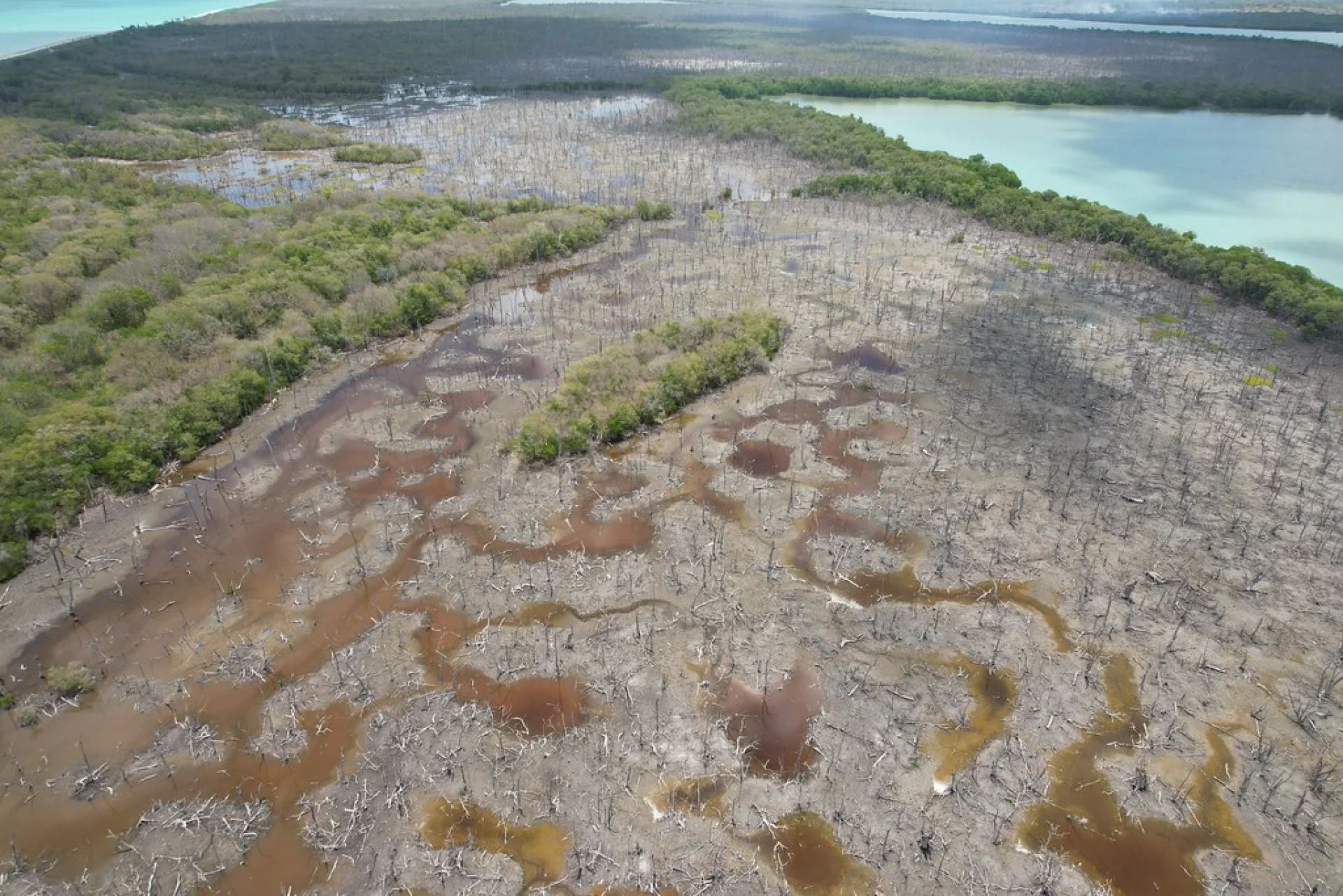 Aerial photograph of a Mexico rainforest restoration site with mixed-age forest cover
