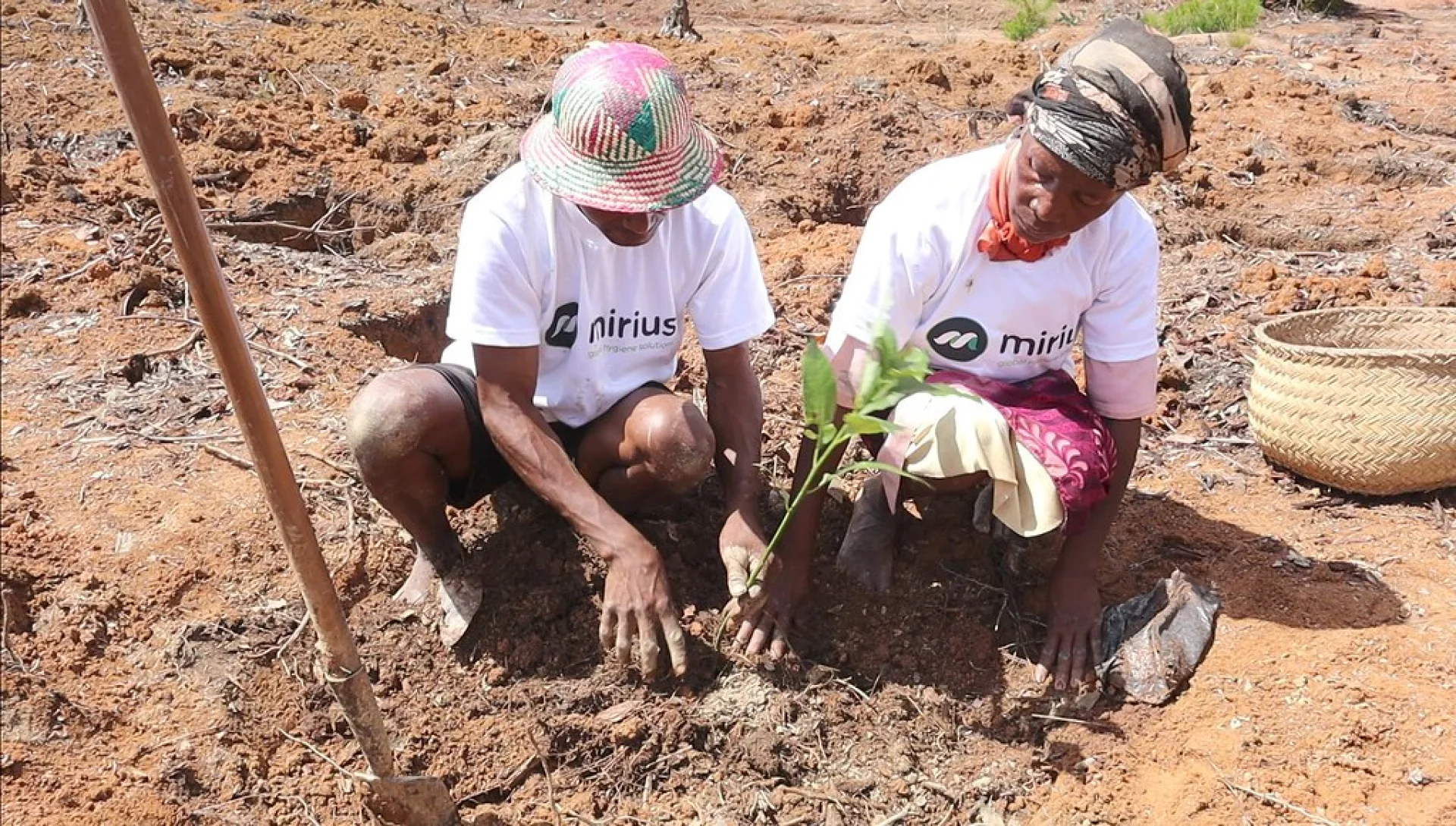 A tree sponsored by Mirius, growing on an Evertreen Madagascar reforestation parcel, photographed by the local partner