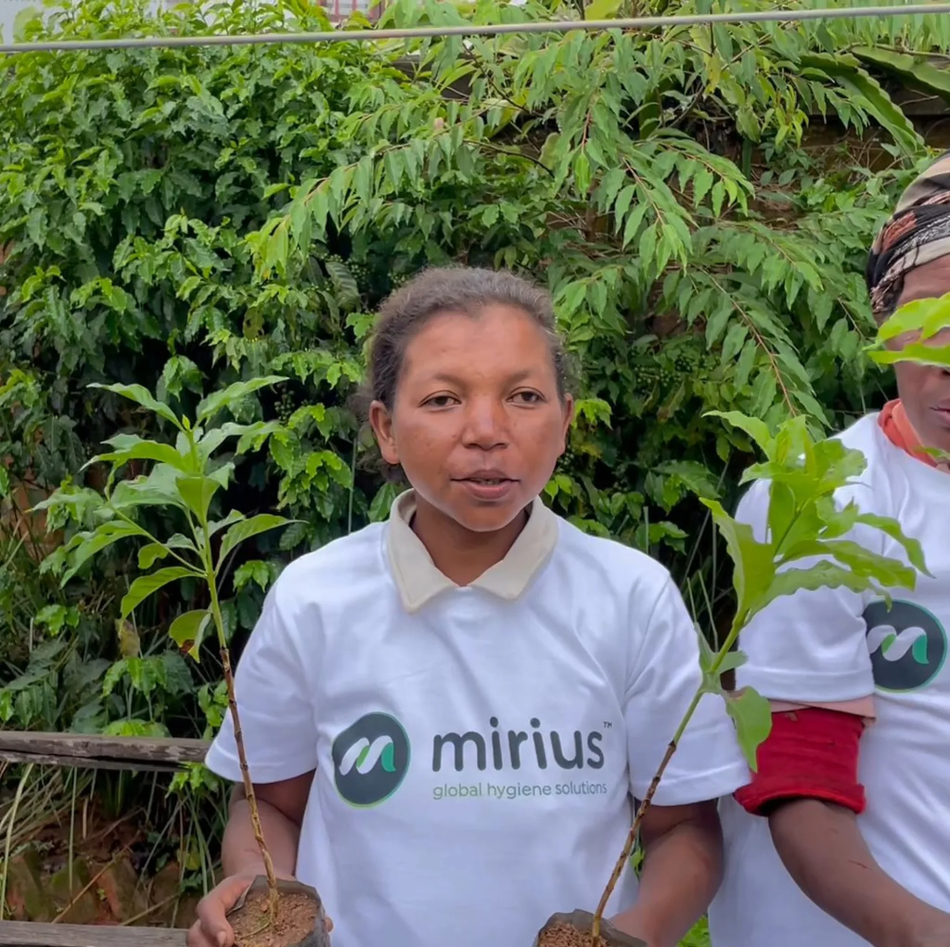 A tree sponsored by Mirius, growing on an Evertreen Madagascar reforestation parcel, photographed by the local partner