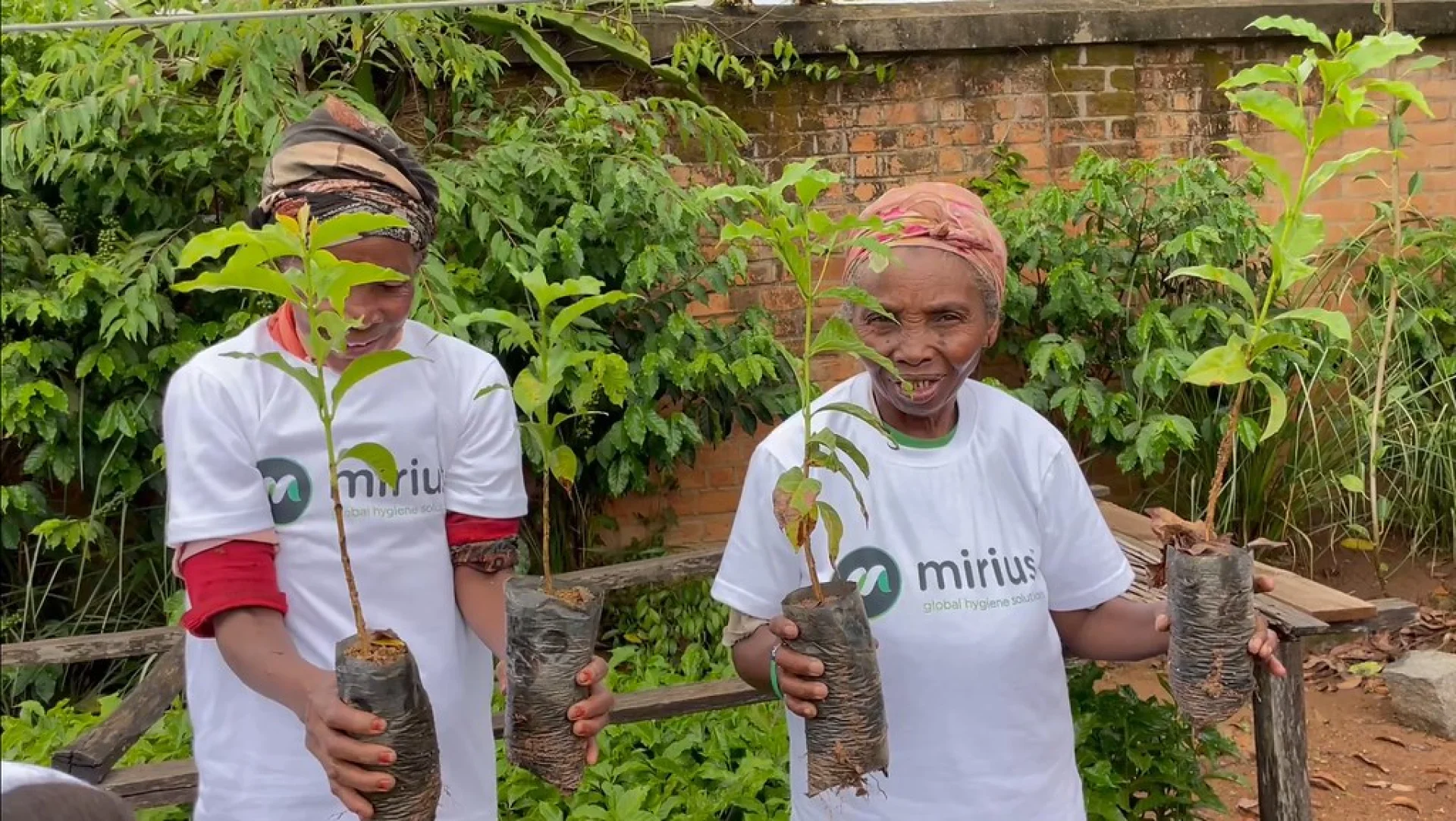 A tree sponsored by Mirius, growing on an Evertreen Madagascar reforestation parcel, photographed by the local partner