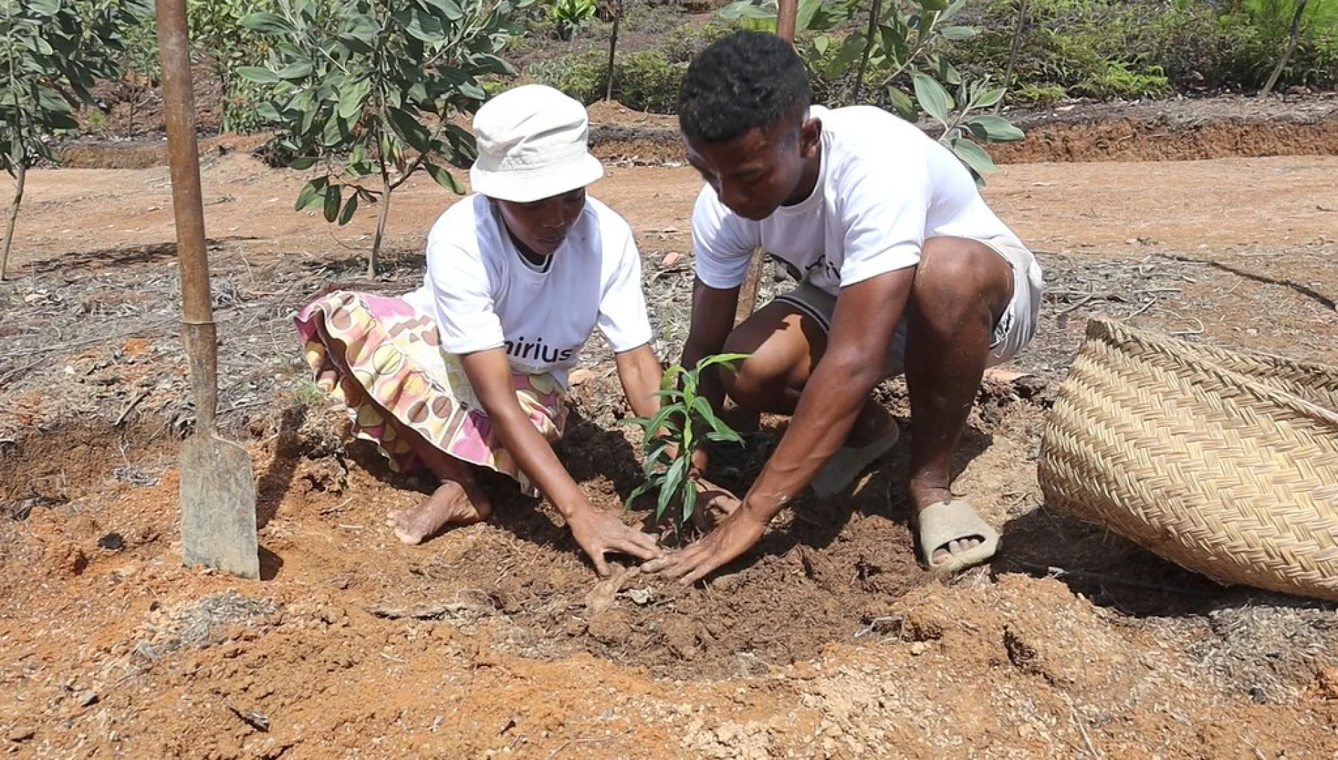 A tree sponsored by Mirius, growing on an Evertreen Madagascar reforestation parcel, photographed by the local partner