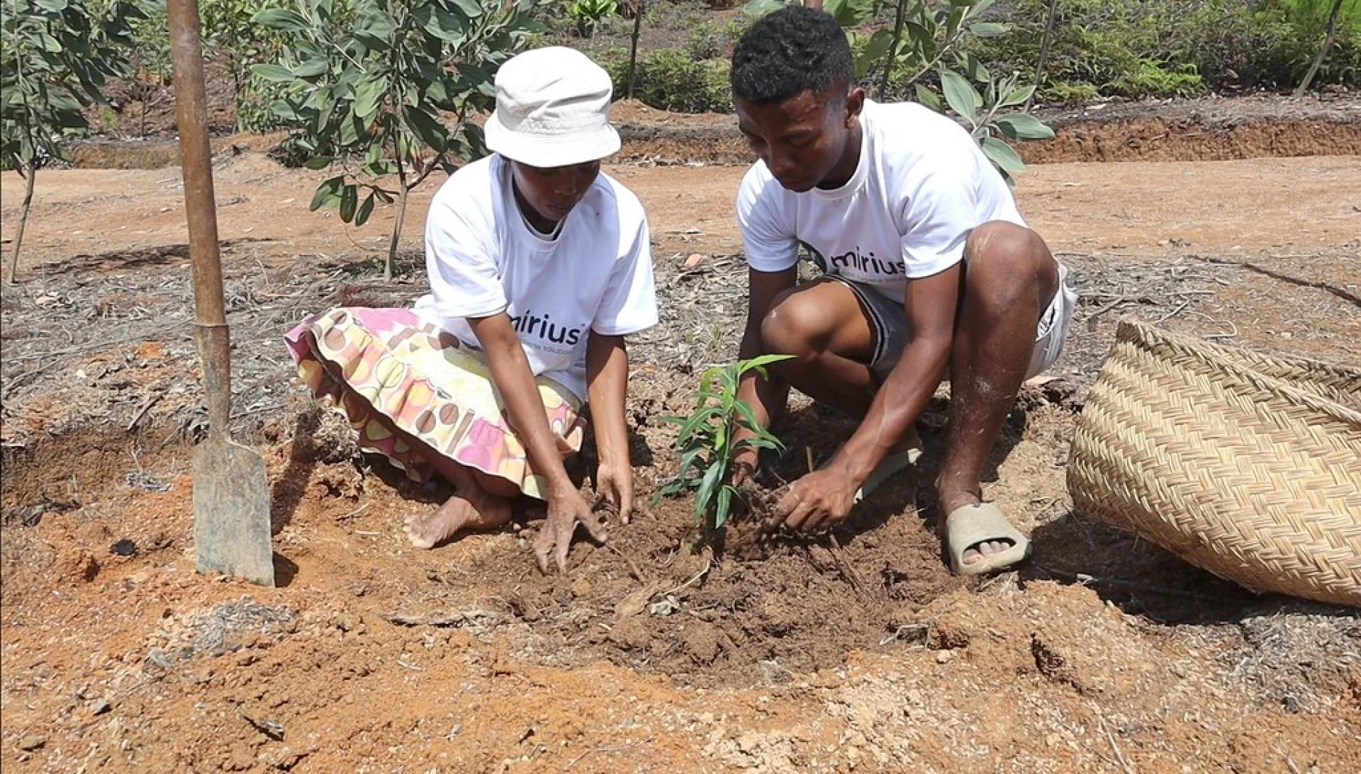 A tree sponsored by Mirius, growing on an Evertreen Madagascar reforestation parcel, photographed by the local partner