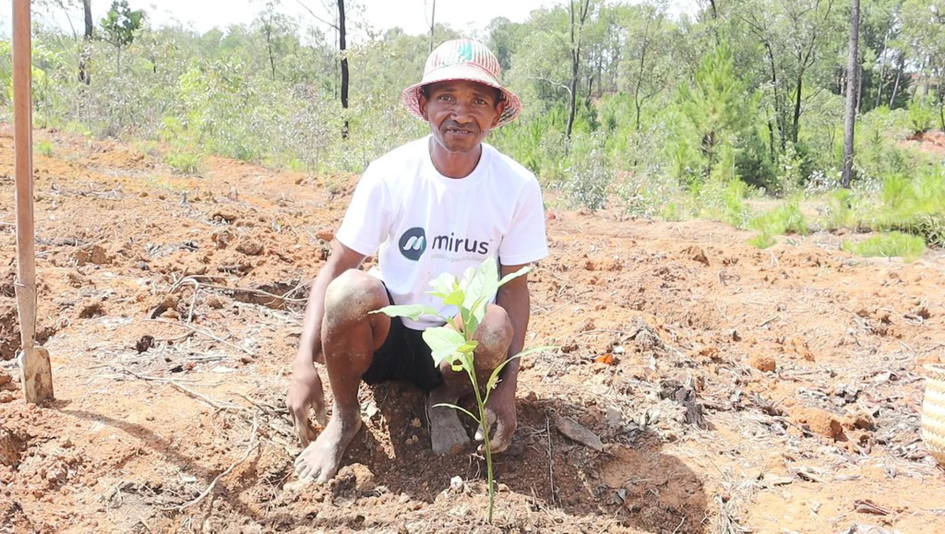 A tree sponsored by Mirius, growing on an Evertreen Madagascar reforestation parcel, photographed by the local partner