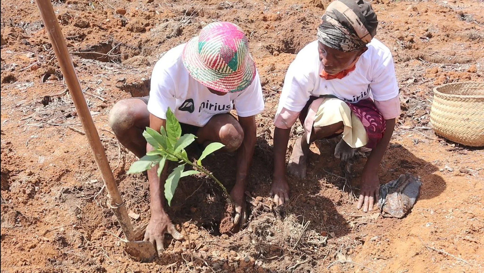 A tree sponsored by Mirius, growing on an Evertreen Madagascar reforestation parcel, photographed by the local partner