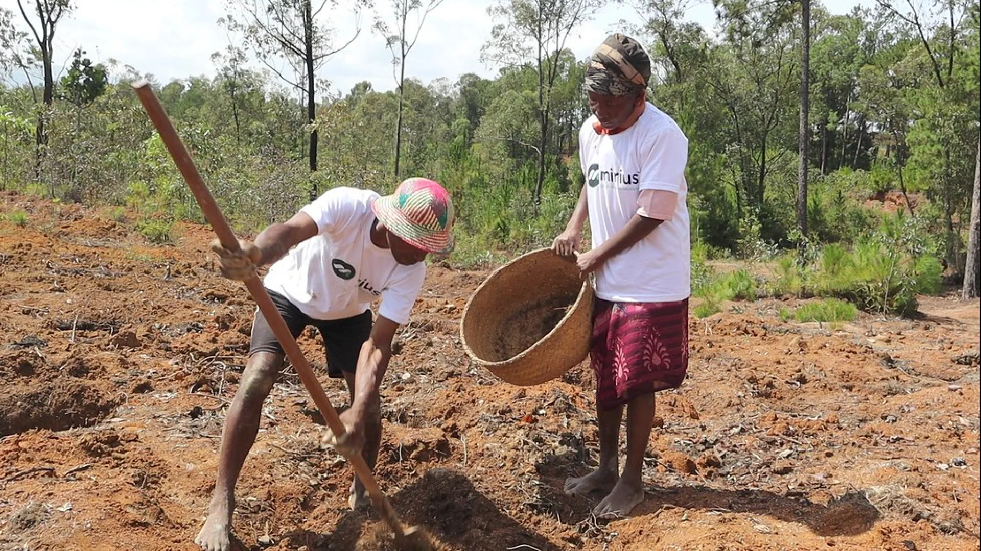 A tree sponsored by Mirius, growing on an Evertreen Madagascar reforestation parcel, photographed by the local partner