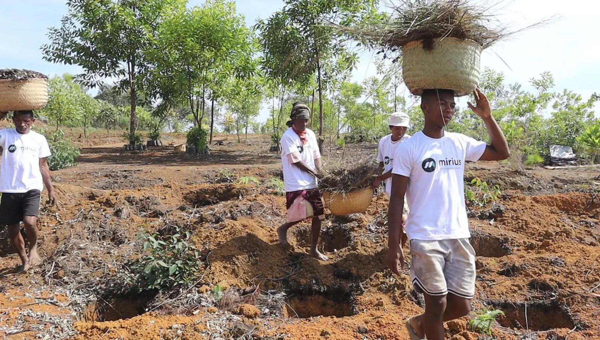 A tree sponsored by Mirius, growing on an Evertreen Madagascar reforestation parcel, photographed by the local partner