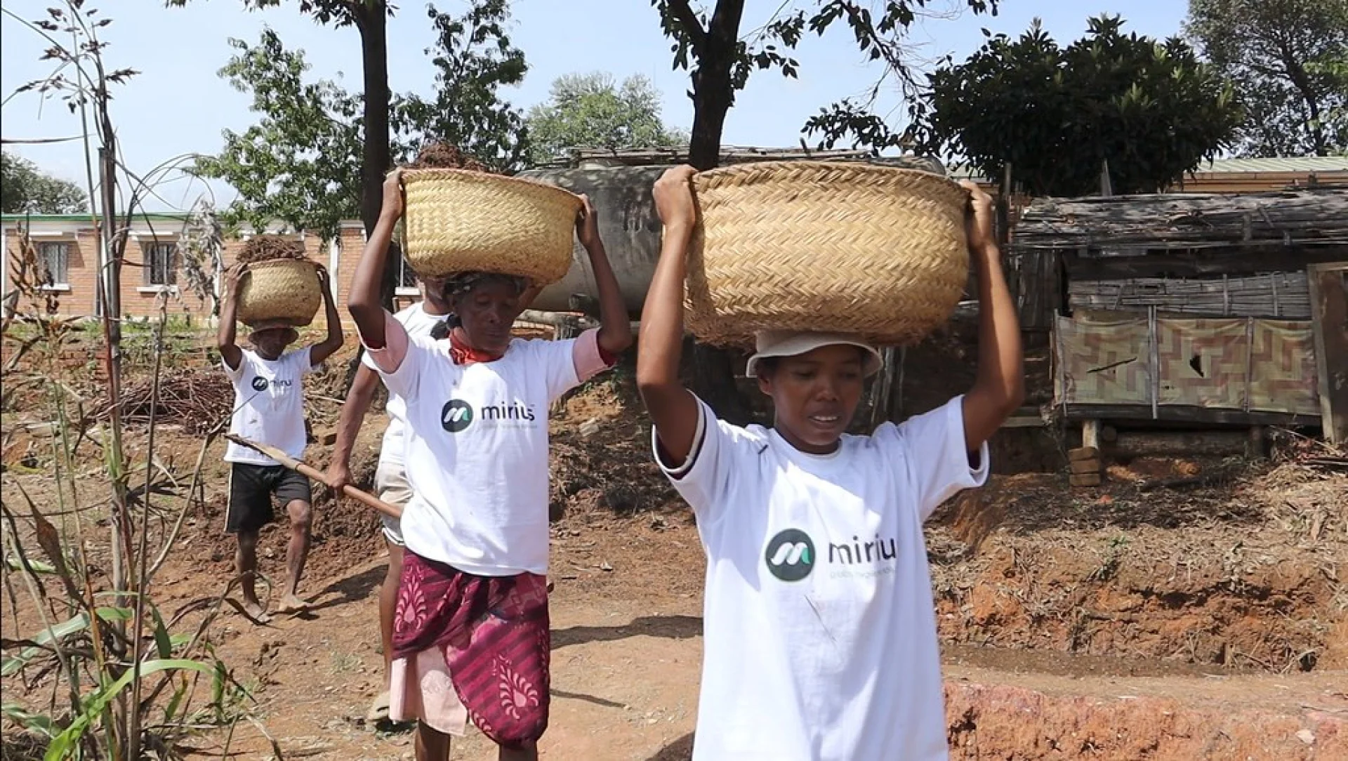 A tree sponsored by Mirius, growing on an Evertreen Madagascar reforestation parcel, photographed by the local partner