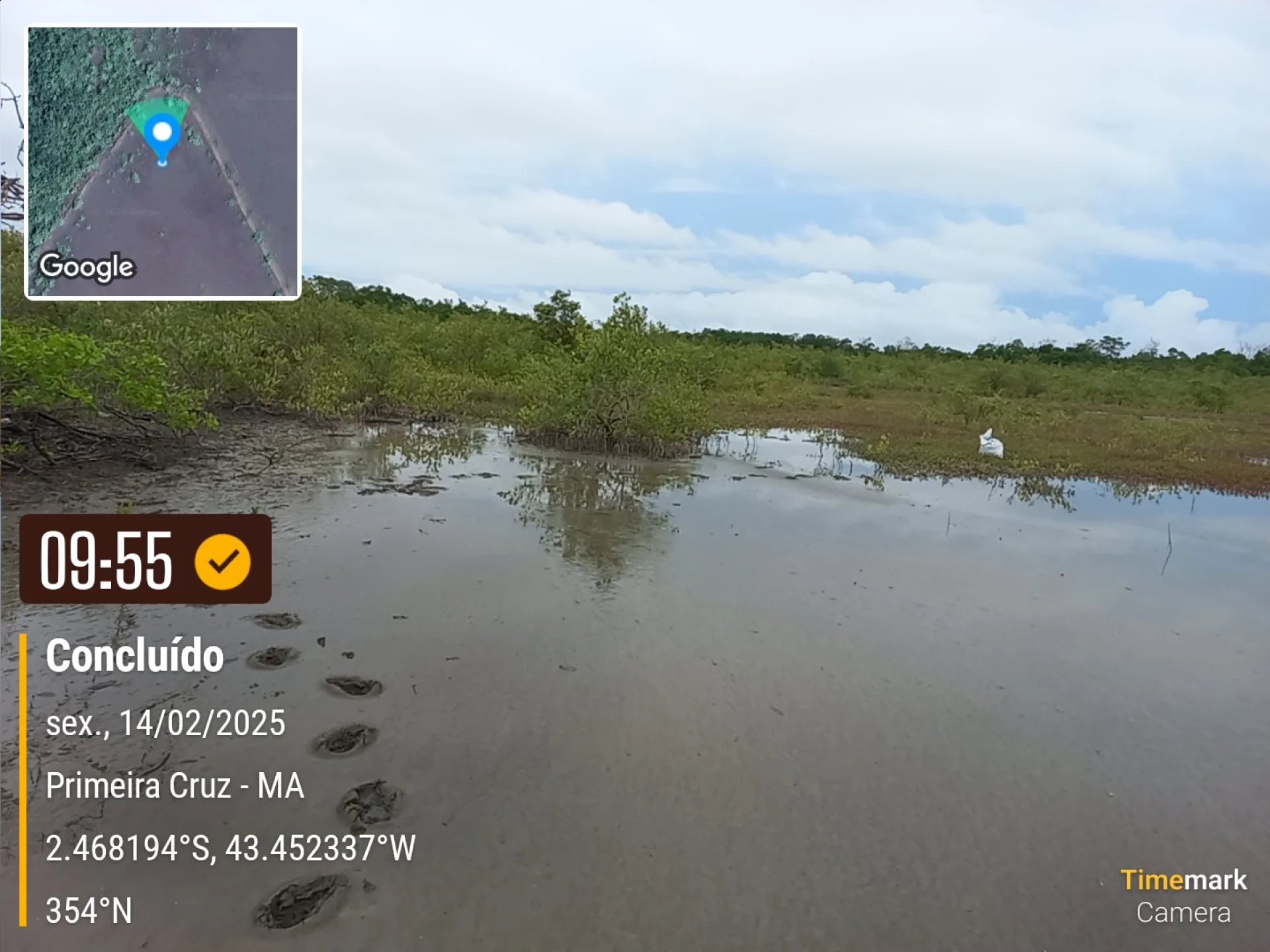 Newly planted native saplings on a restoration plot at Primeira Cruz, Maranhão, recorded on site as the planting is completed