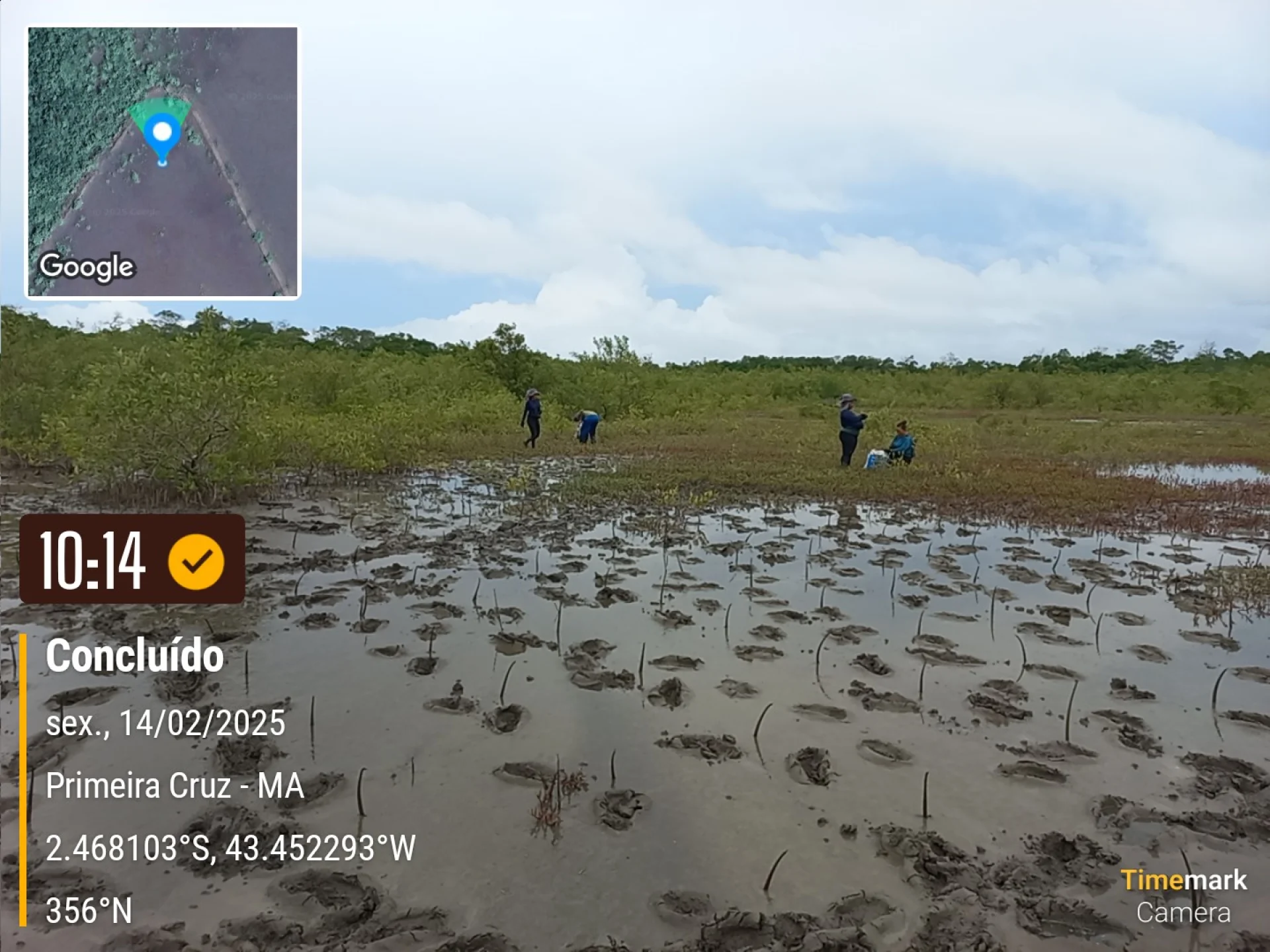 Rows of young native trees establishing on a Restoration Era planting site at Primeira Cruz in northeastern Brazil