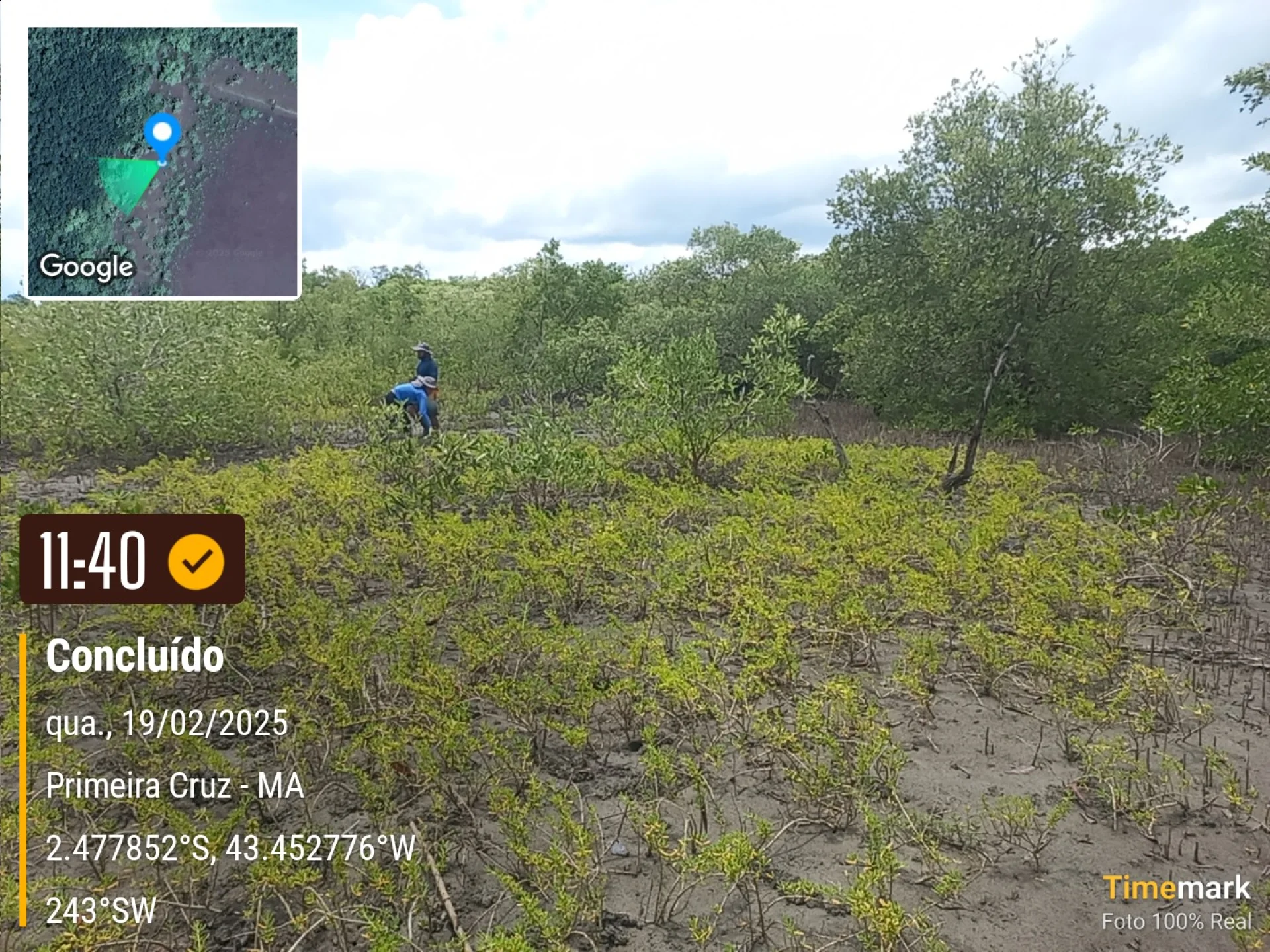 A monitored reforestation plot of young native tree seedlings at the Primeira Cruz planting site in Maranhão, northeastern Brazil, photographed during field verification