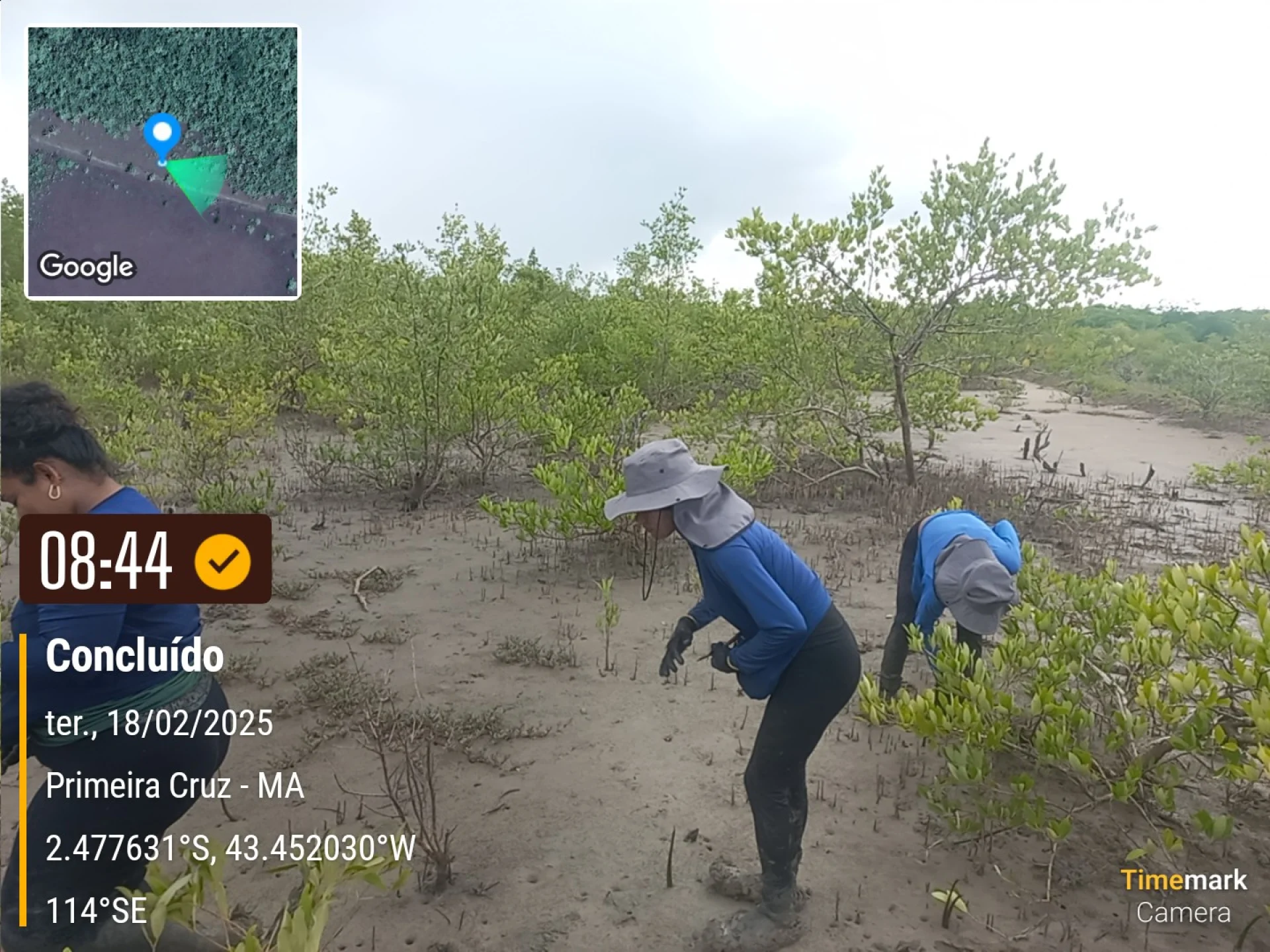 A field verification photo of a completed native-tree planting plot at Primeira Cruz, Maranhão, Brazil