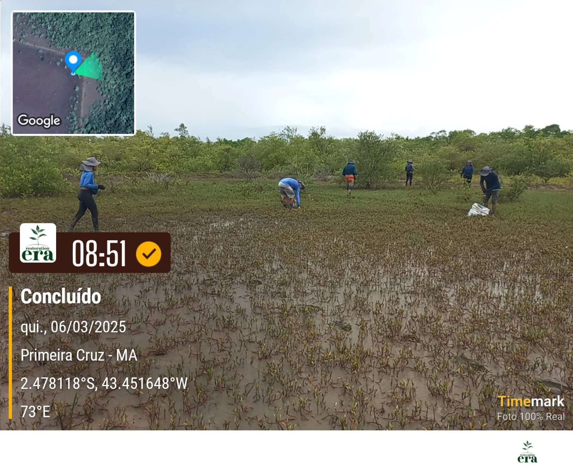 Native seedlings growing on a monitored restoration parcel at Primeira Cruz, in the Maranhão region of Brazil
