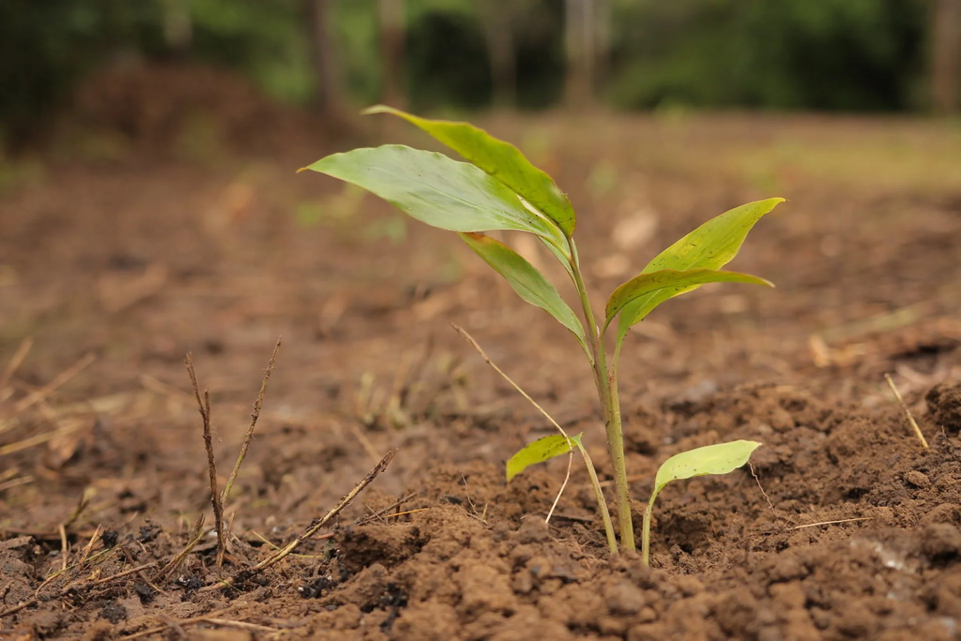 A native Australian tree sapling growing in a shaded nursery bed