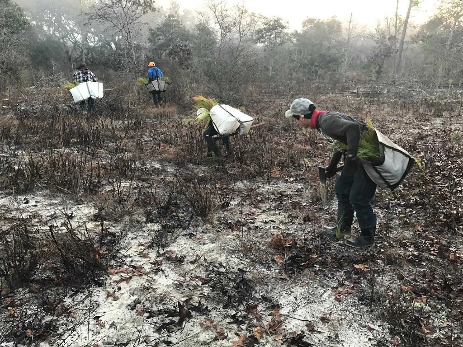 Native citrus trees being planted on an Evertreen Florida grove restoration parcel