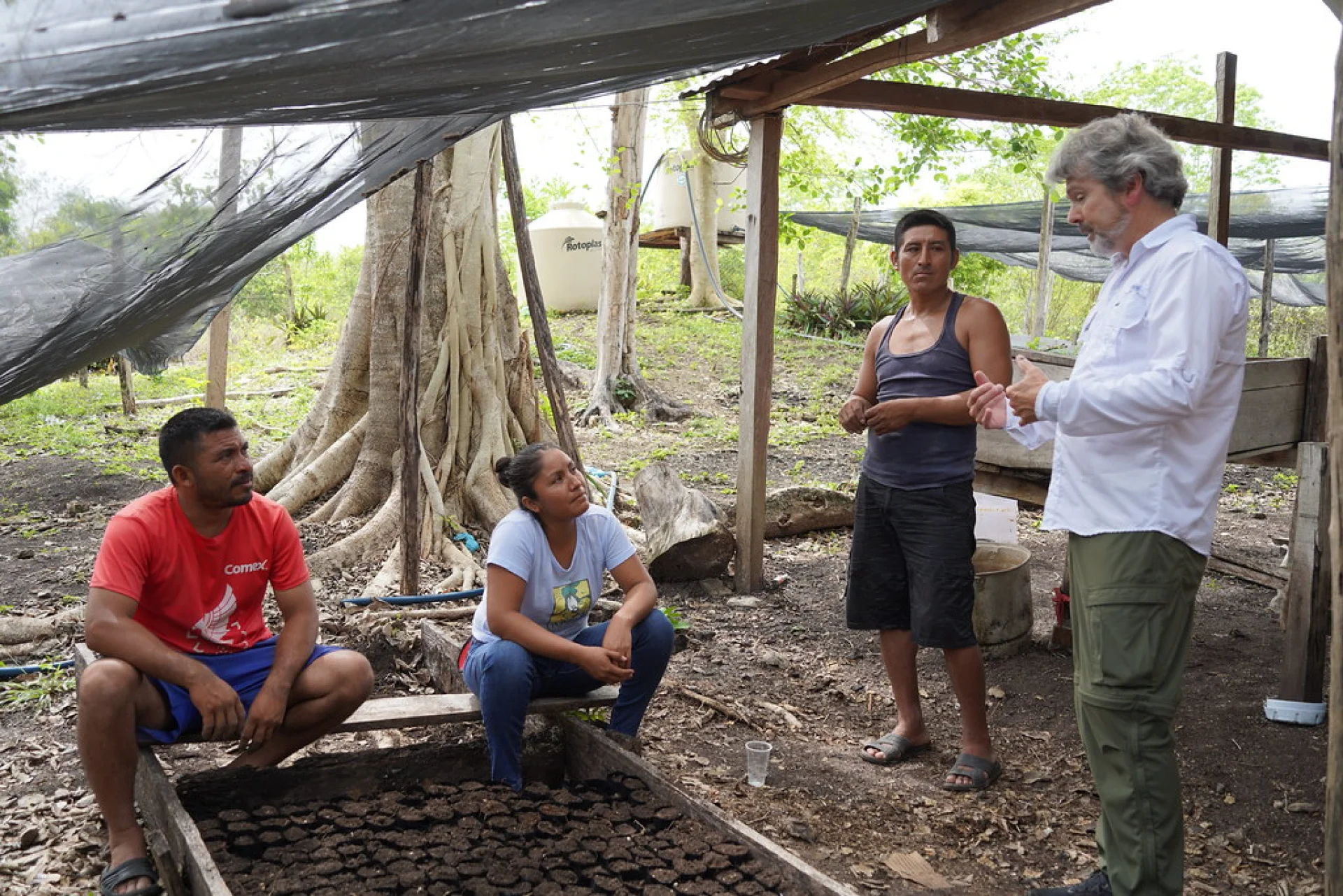 A young native rainforest tree established on a Scolel'te agroforestry parcel in Chiapas