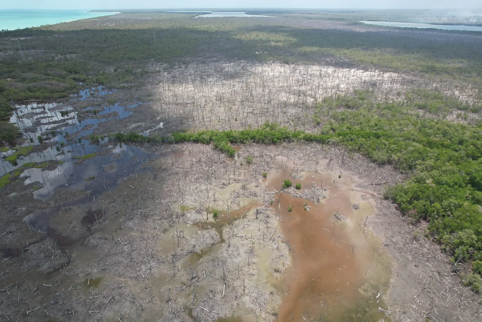 A young native rainforest tree established on a Scolel'te agroforestry parcel in Chiapas