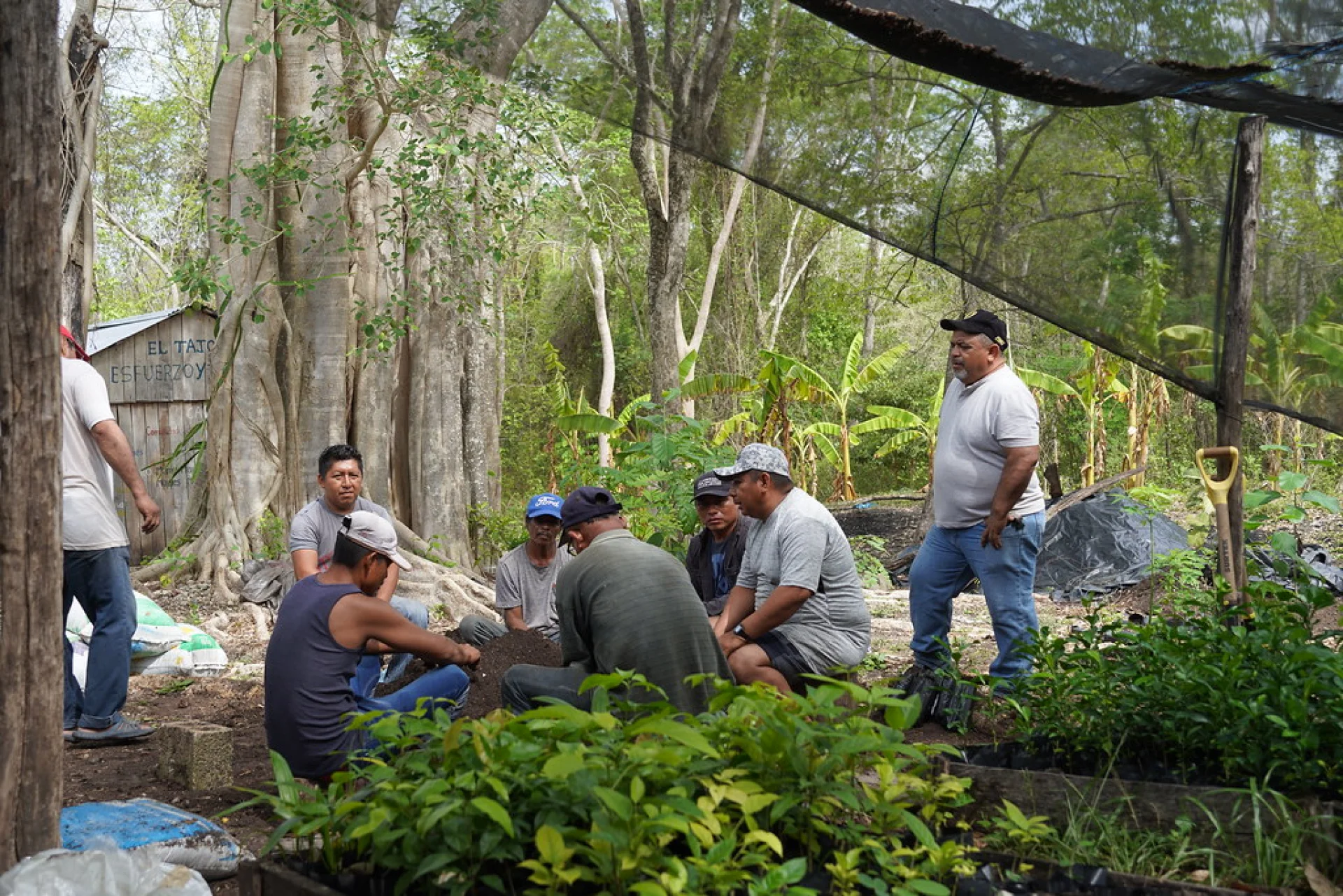 A young native rainforest tree established on a Scolel'te agroforestry parcel in Chiapas